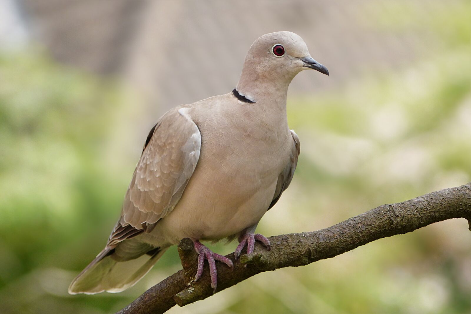 Panasonic Lumix DMC-FZ200 sample photo. Animal, bird, dove photography