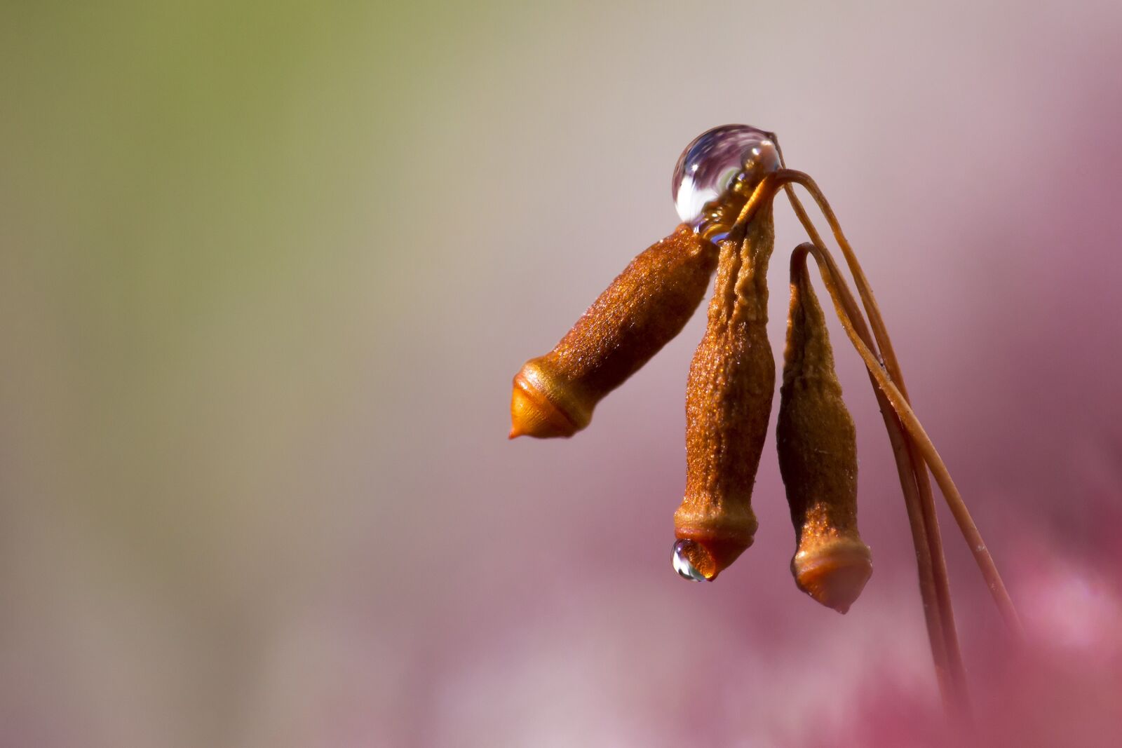 Canon EF-S 55-250mm F4-5.6 IS STM sample photo. Macro, drop, bokeh photography