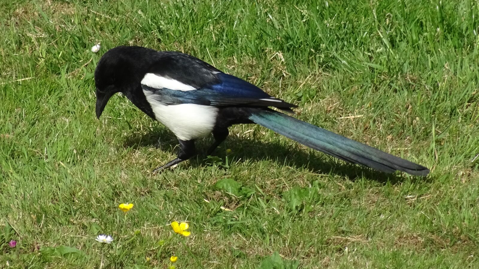 Sony DSC-HX60 sample photo. Pie, bird, wild photography