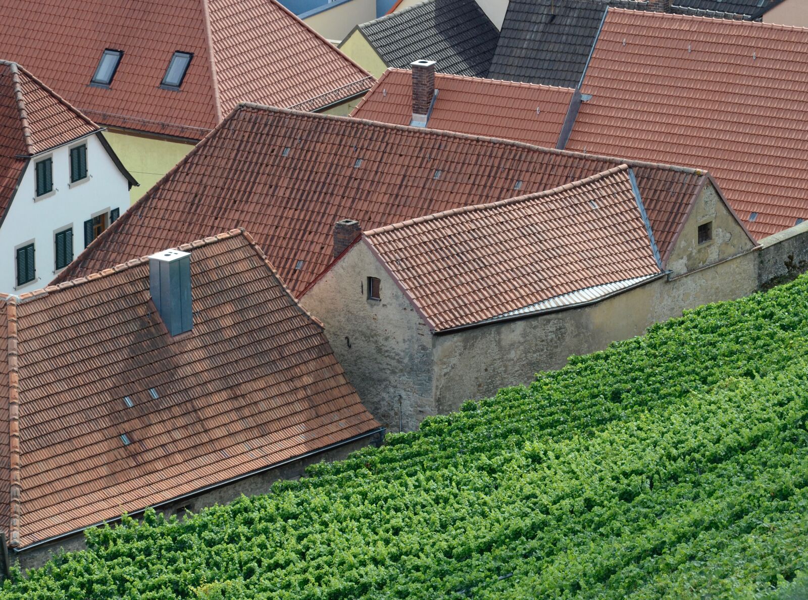 Nikon D5100 sample photo. Vineyard, vines, winegrowing photography