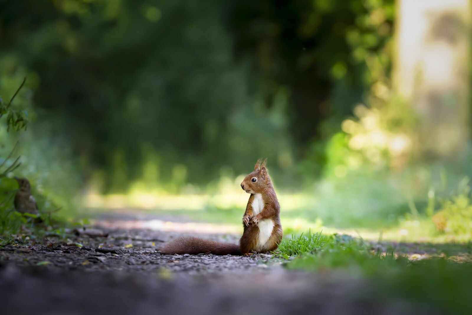 Canon EOS 60D sample photo. Squirrel, nature, cute photography