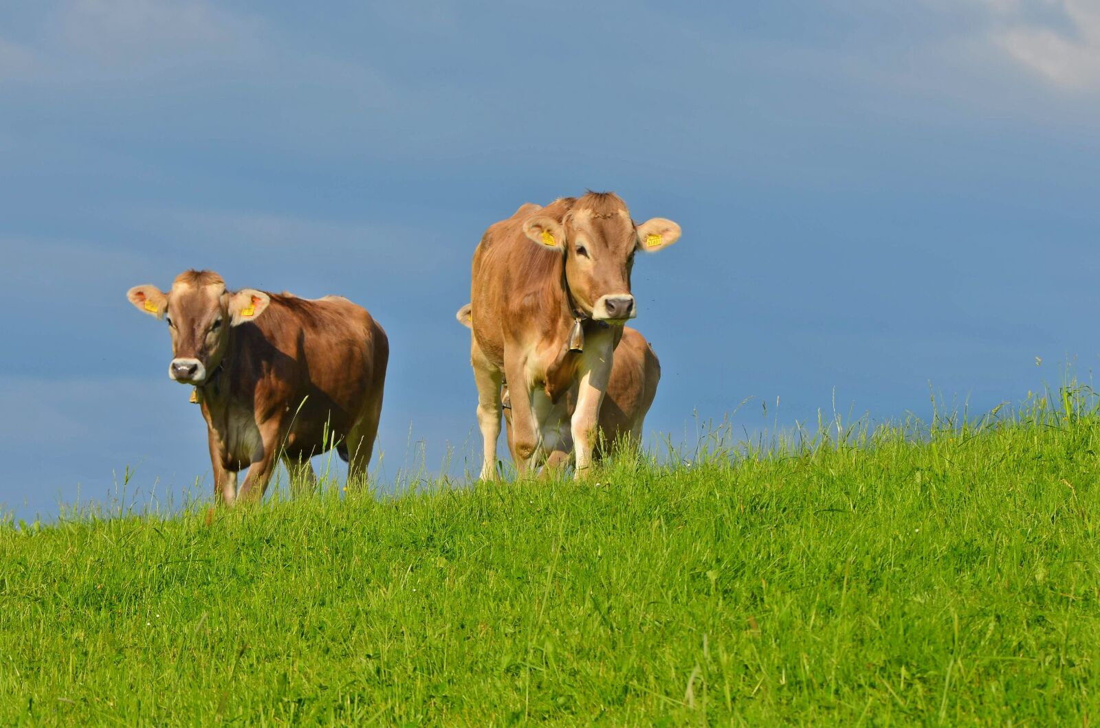 Nikon D5100 sample photo. Cow, meadow, allgäu photography