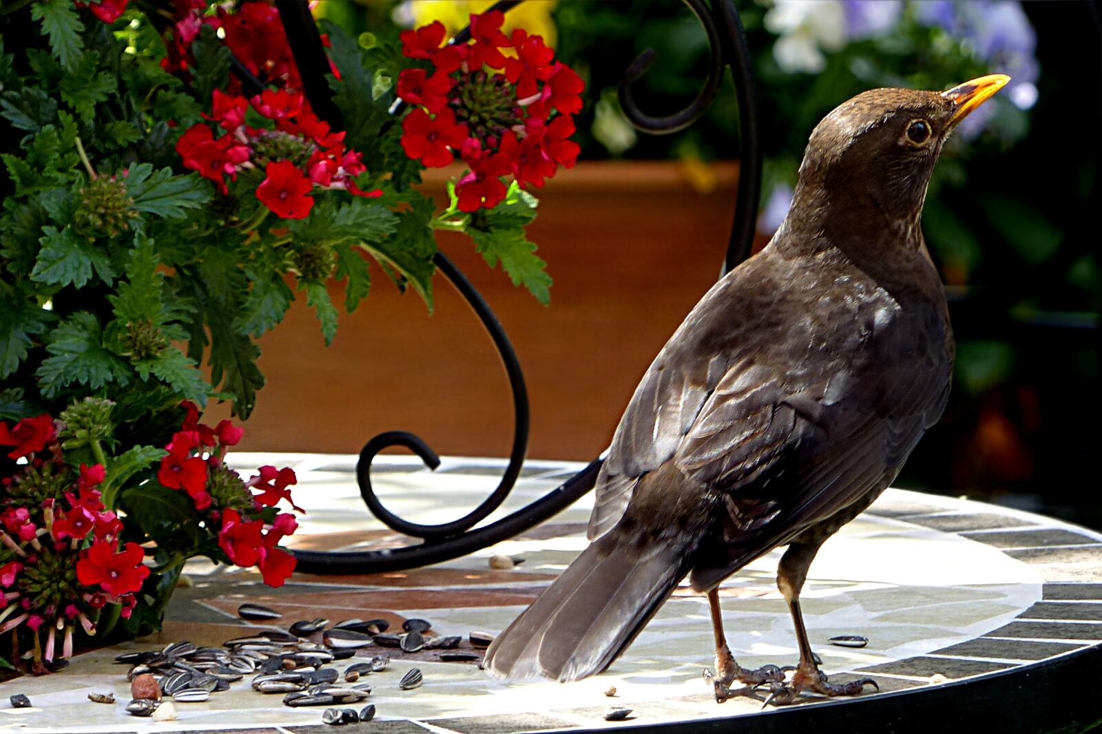 Panasonic Lumix DMC-FZ200 sample photo. Animal, bird, blackbird photography