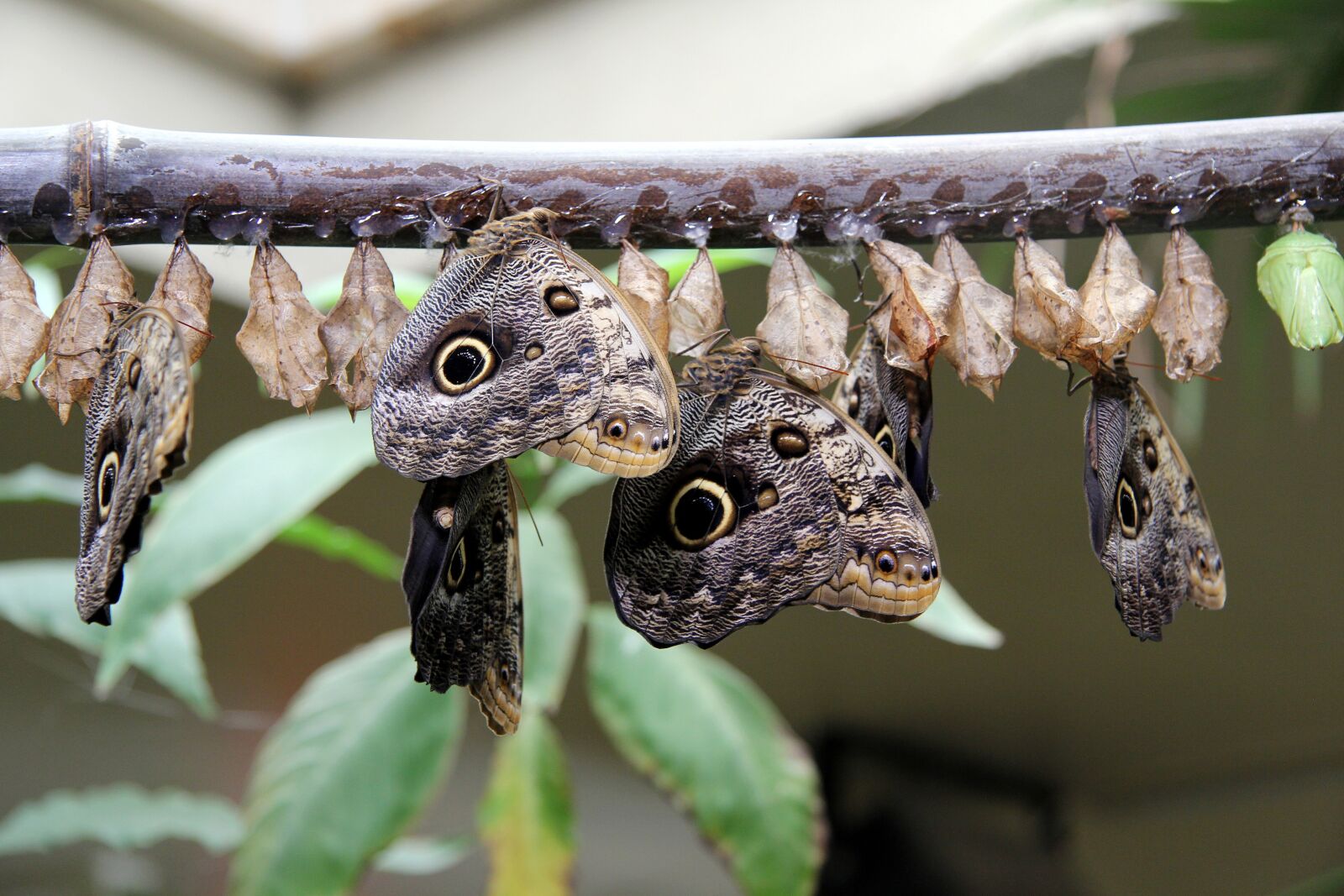 Canon EF-S 17-85mm F4-5.6 IS USM sample photo. Butterfly, balaclava, insects photography