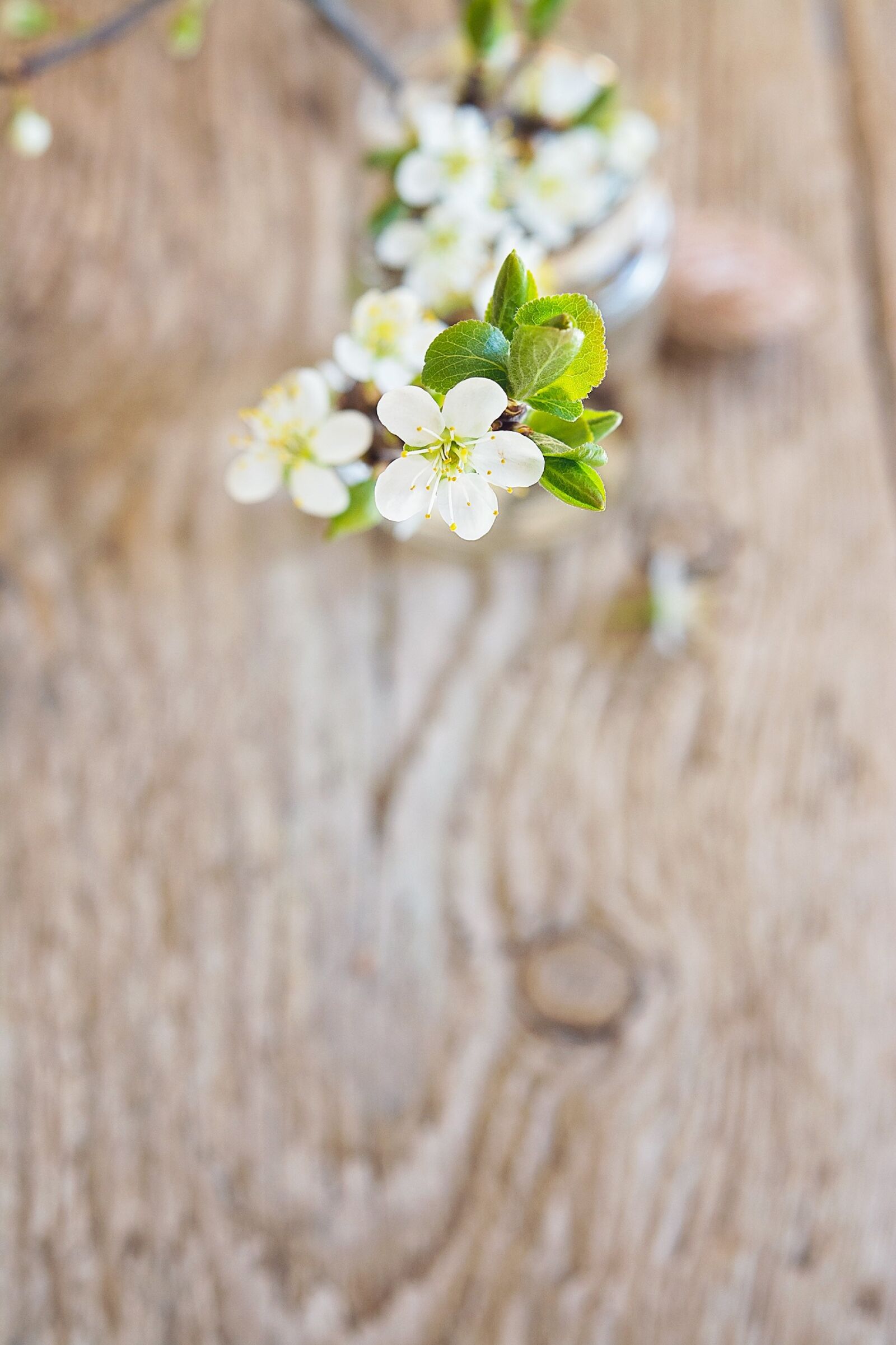 Nikon D7100 sample photo. Cherry blossoms, cherry blossom photography