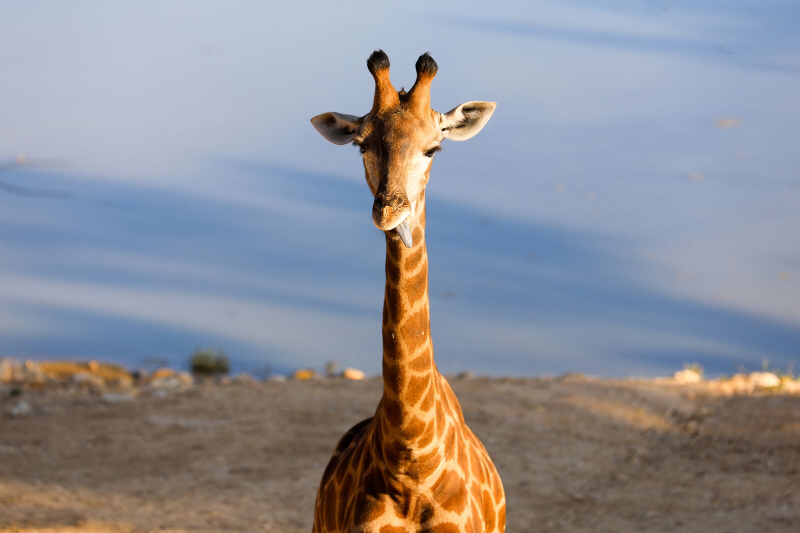 Canon EF 70-200mm F2.8L IS II USM sample photo. Giraffe, wildlife, nature photography
