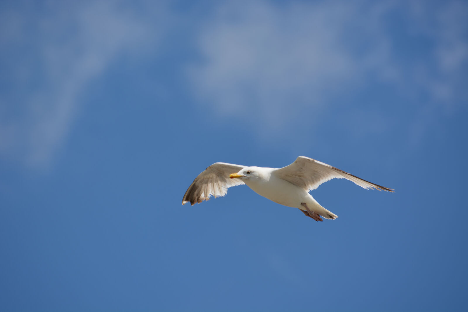 Nikon D5200 sample photo. Animalier, ciel, faune, faune photography