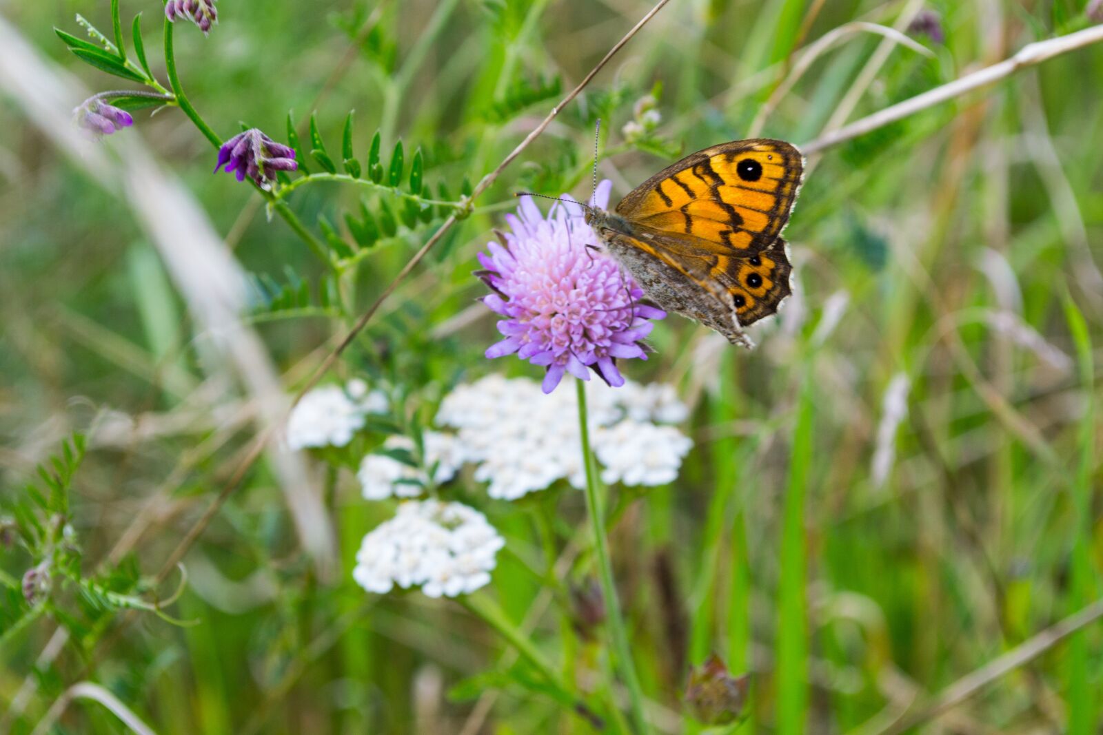 Nikon D3100 sample photo. Butterfly, flower, insect photography