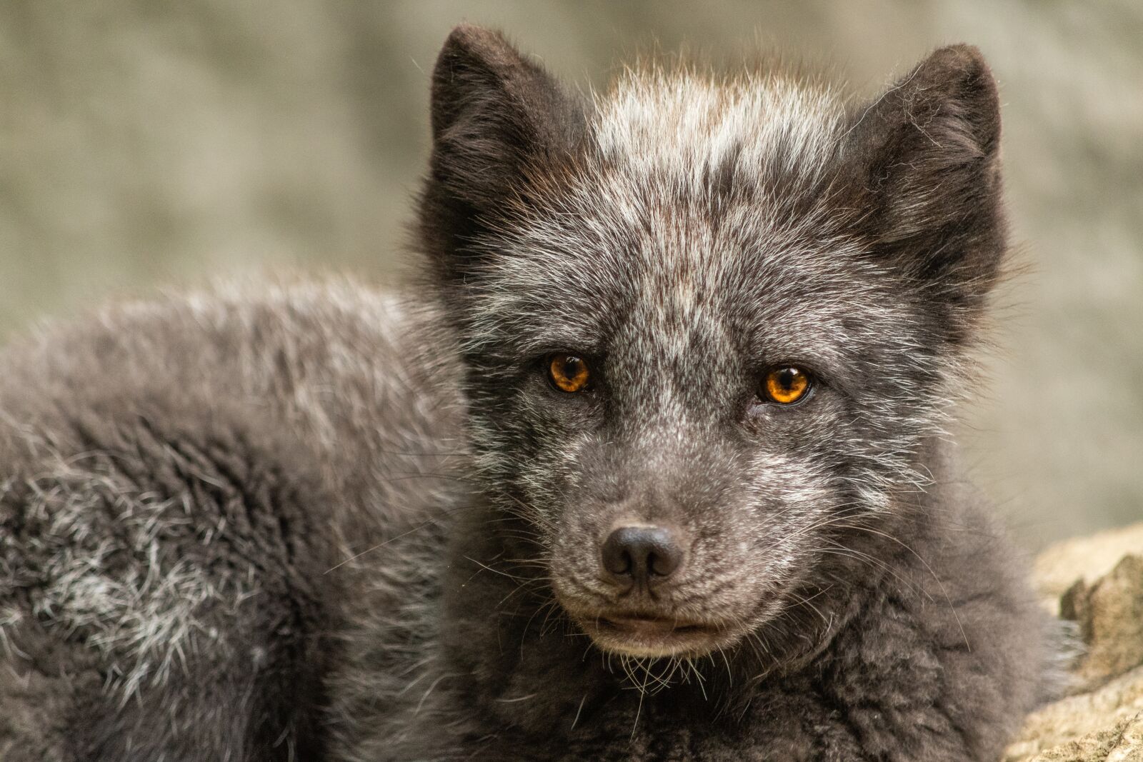 Nikon D7500 sample photo. Arctic fox, wild animal photography