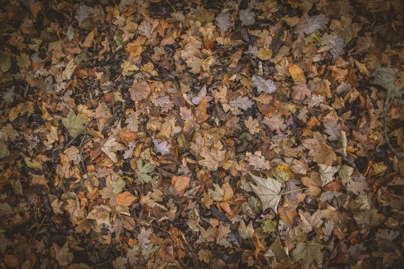 Canon EOS 600D (Rebel EOS T3i / EOS Kiss X5) sample photo. Autumn colours, autumn leaves photography