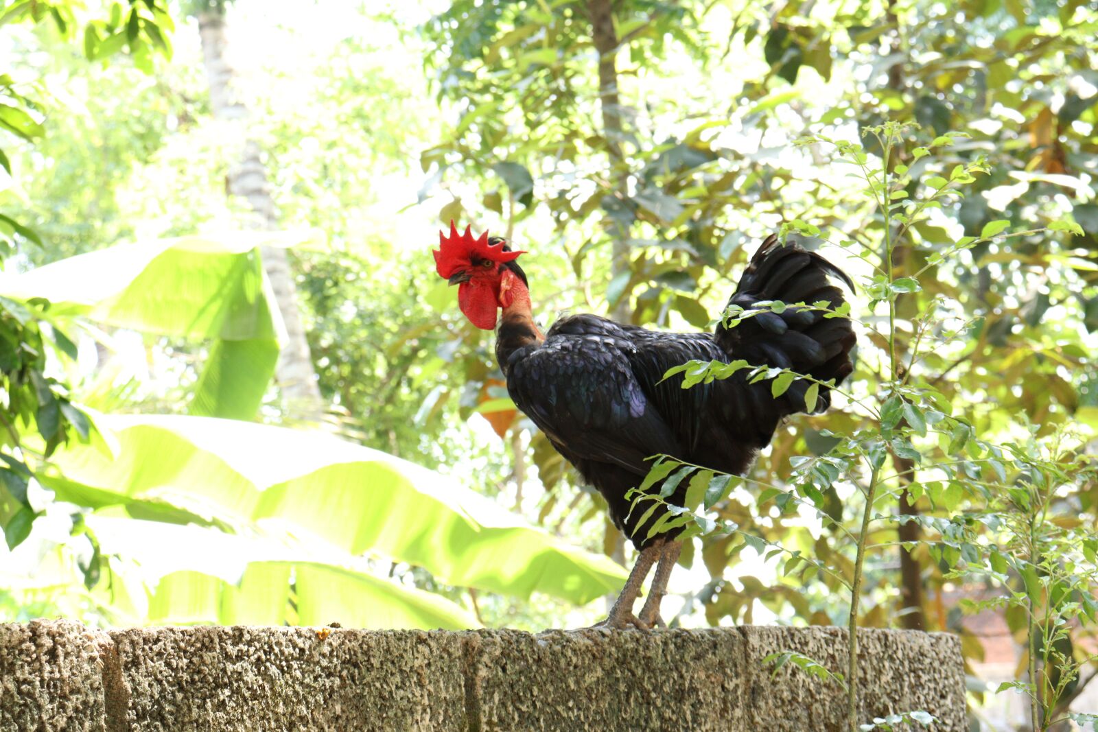 Canon EOS 250D (EOS Rebel SL3 / EOS Kiss X10 / EOS 200D II) sample photo. Hen, male, kerala photography