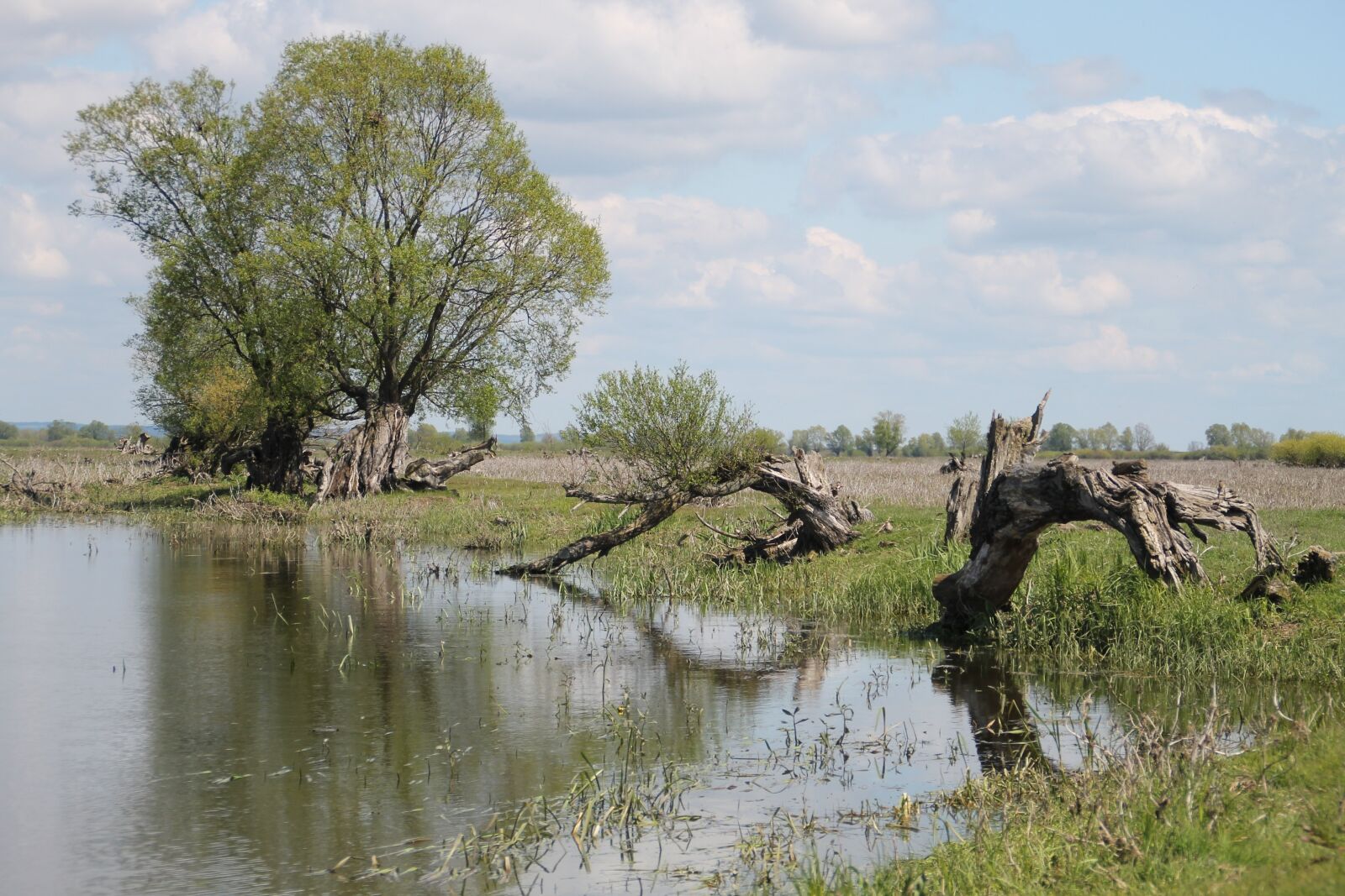 Canon EOS 1100D (EOS Rebel T3 / EOS Kiss X50) sample photo. River, warta, countryside photography