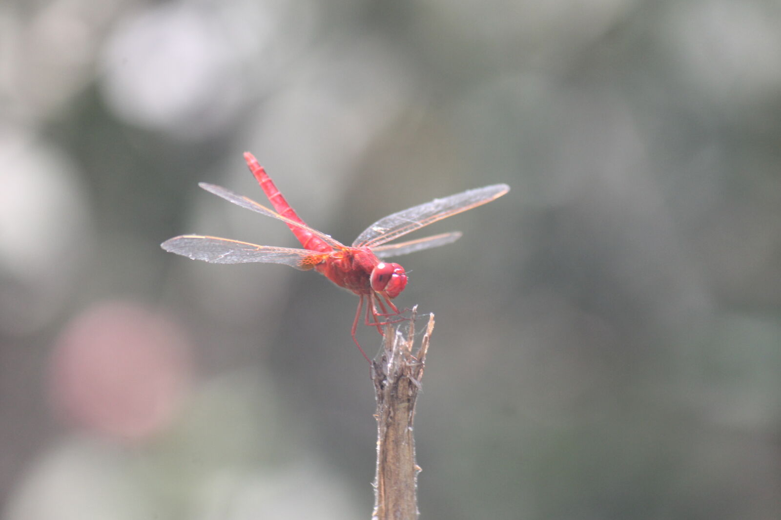 Canon EF-S 55-250mm F4-5.6 IS sample photo. Dragonflies photography