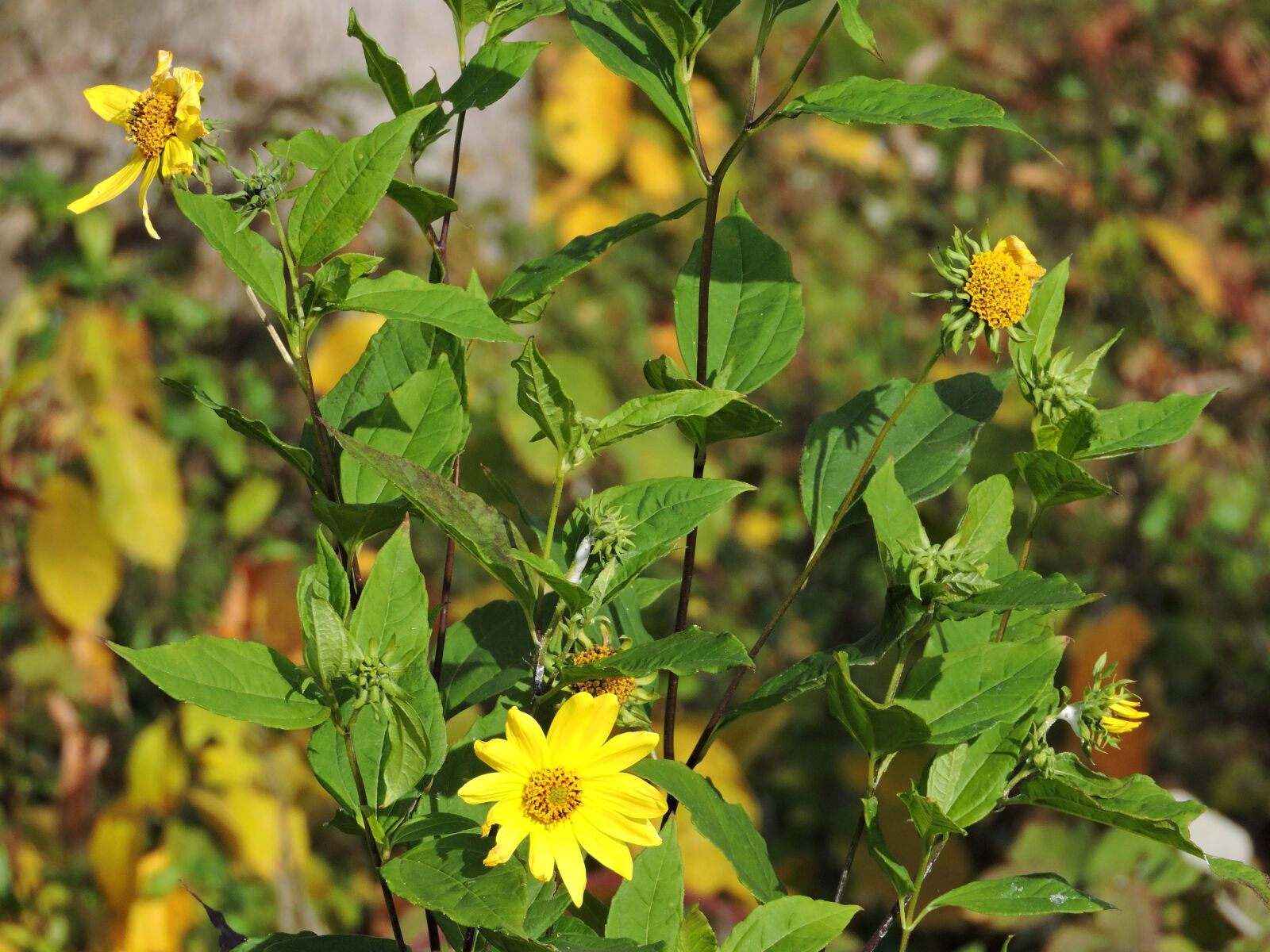 Nikon Coolpix P600 sample photo. Common, field, sunflower, plant photography