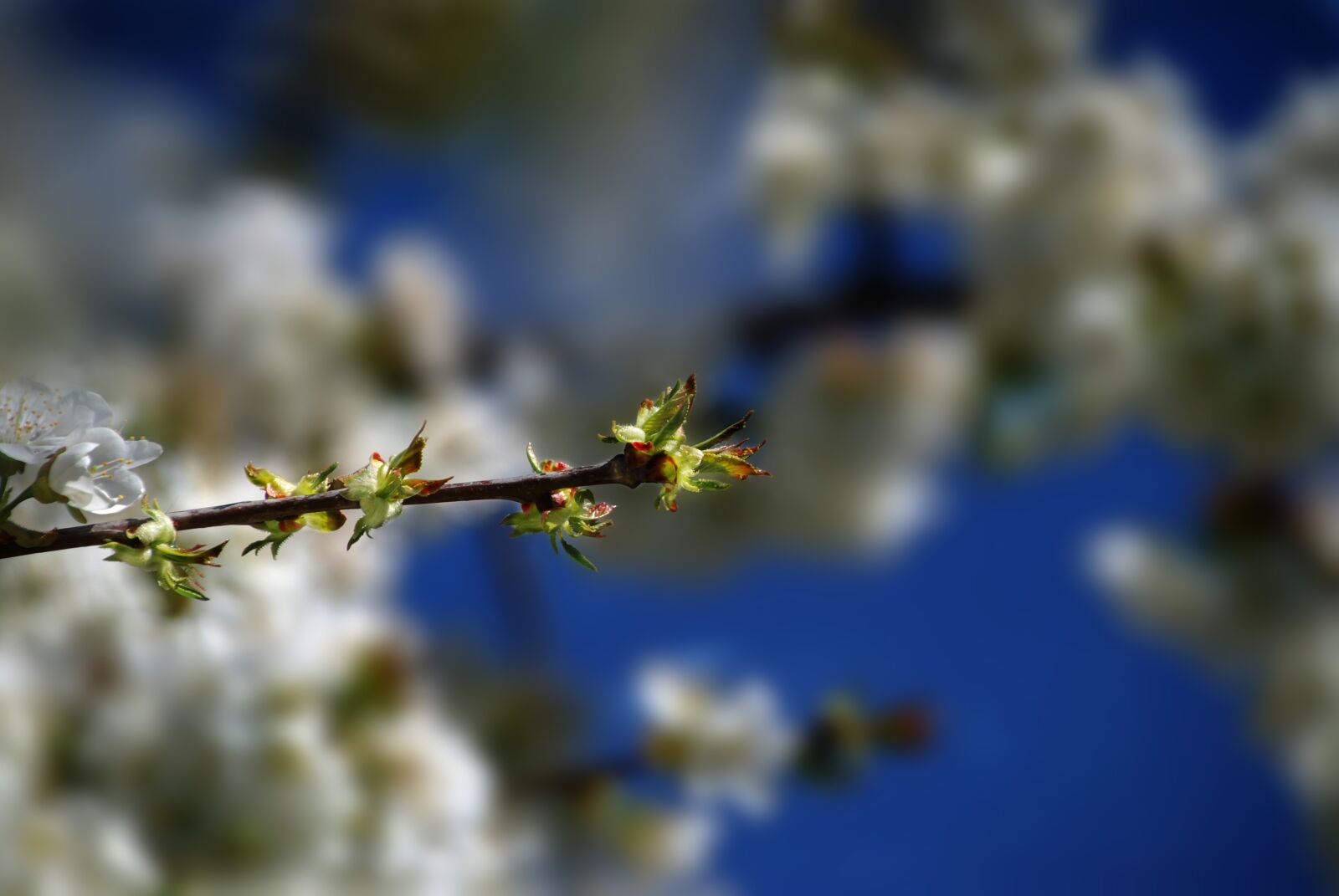 Nikon D80 sample photo. Cherry, cherry blossom, spring photography
