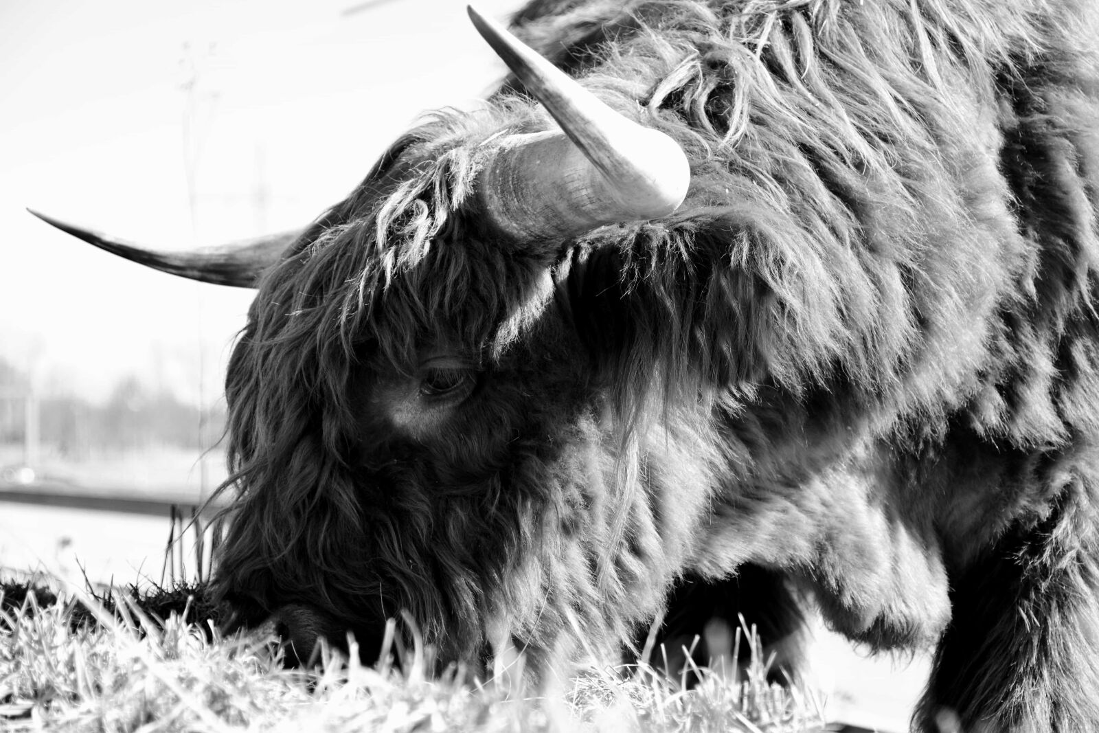 Nikon D3300 sample photo. Animal, fur, nature, grass photography