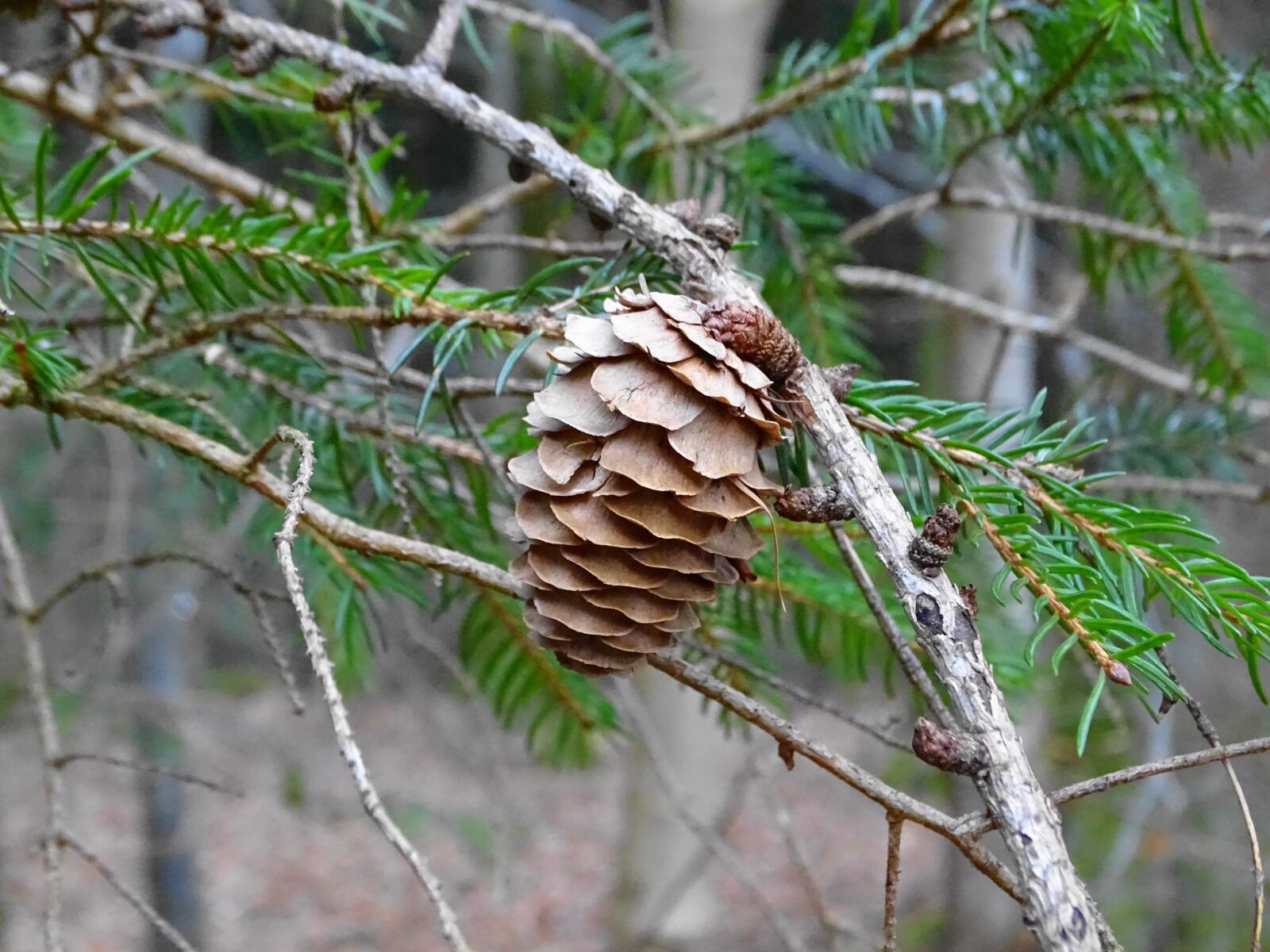 Sony Cyber-shot DSC-HX400V sample photo. Larch, tap, larch cones photography