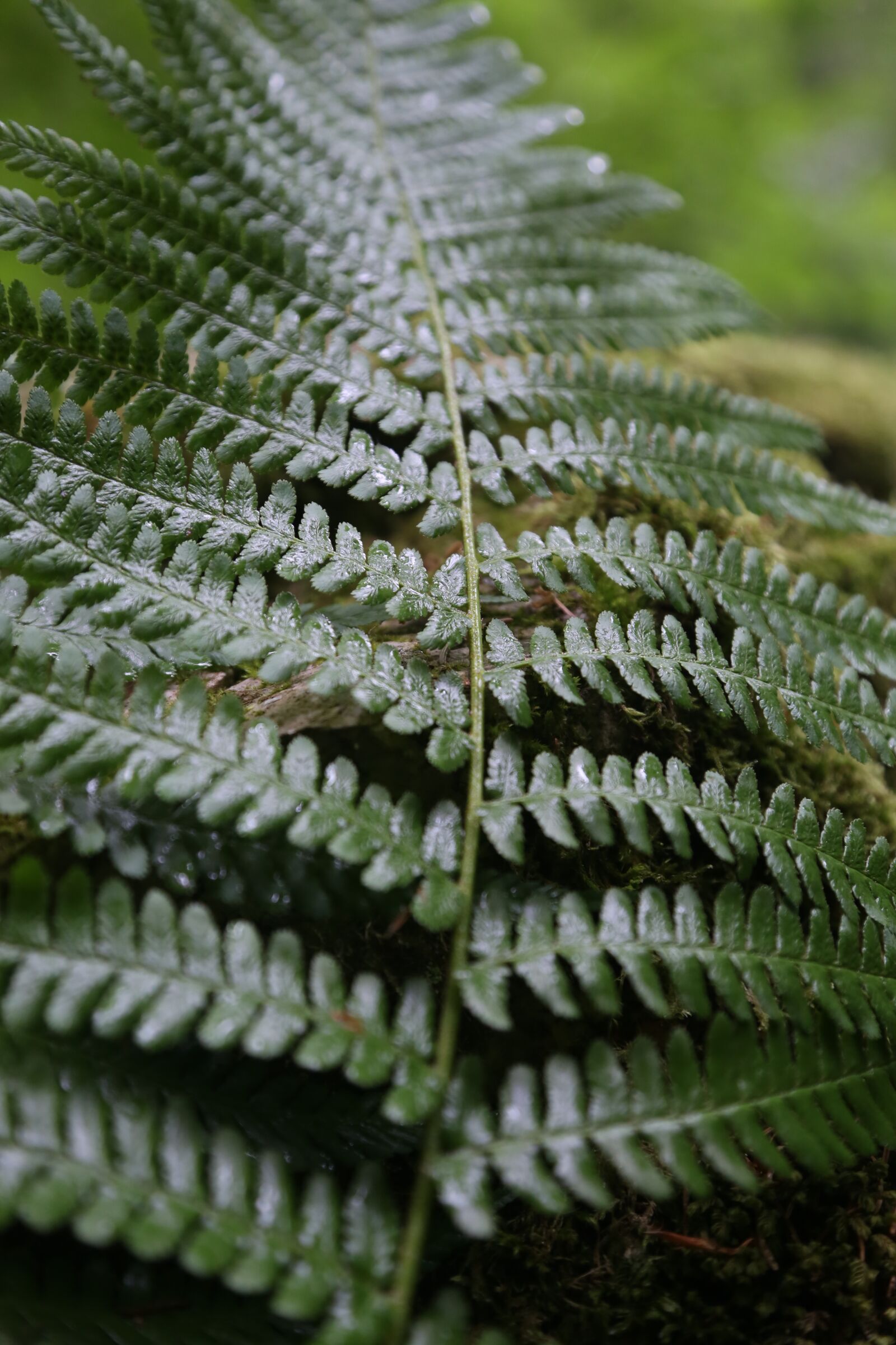 Canon EF 24-105mm F4L IS USM sample photo. Fern, forest photography