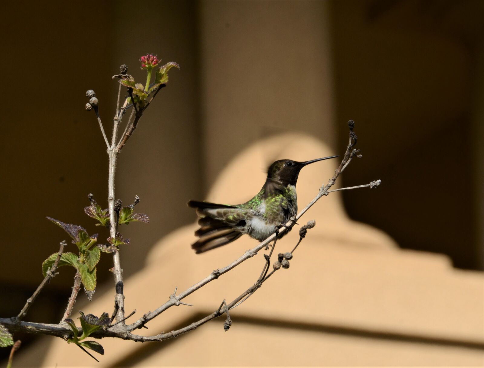 Nikon D7000 sample photo. Hummingbird, branch, nature photography
