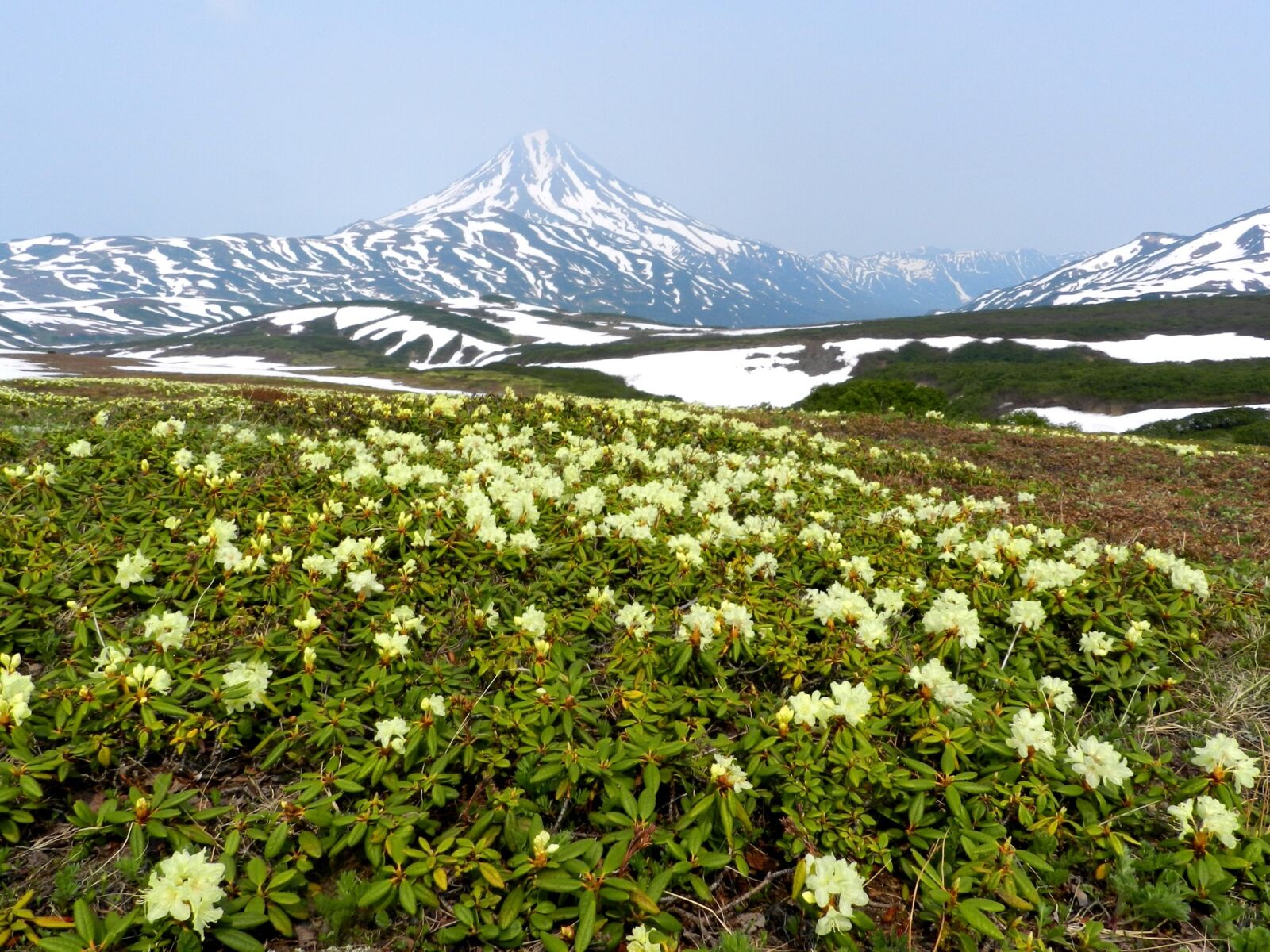 Nikon Coolpix P500 sample photo. Flowers, rhododendrons, mountains photography
