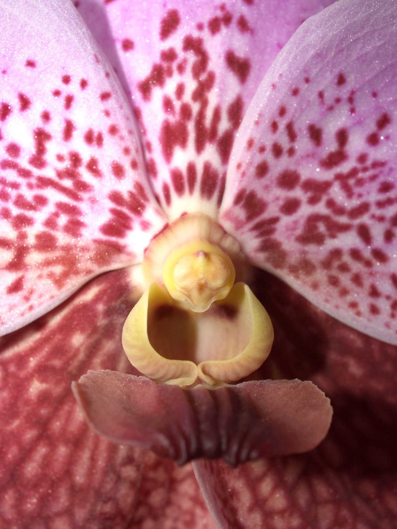 Olympus E-300 (EVOLT E-300) sample photo. Orchid, flower, bright photography