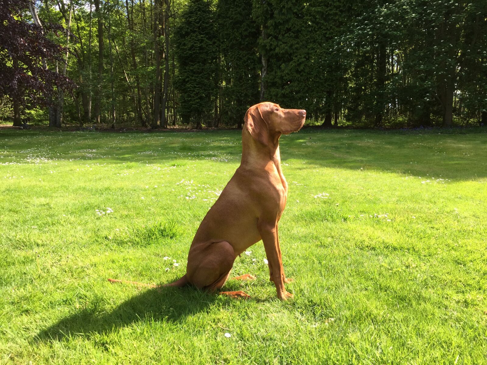 Apple iPhone 6 sample photo. Dog, vizsla, pet photography