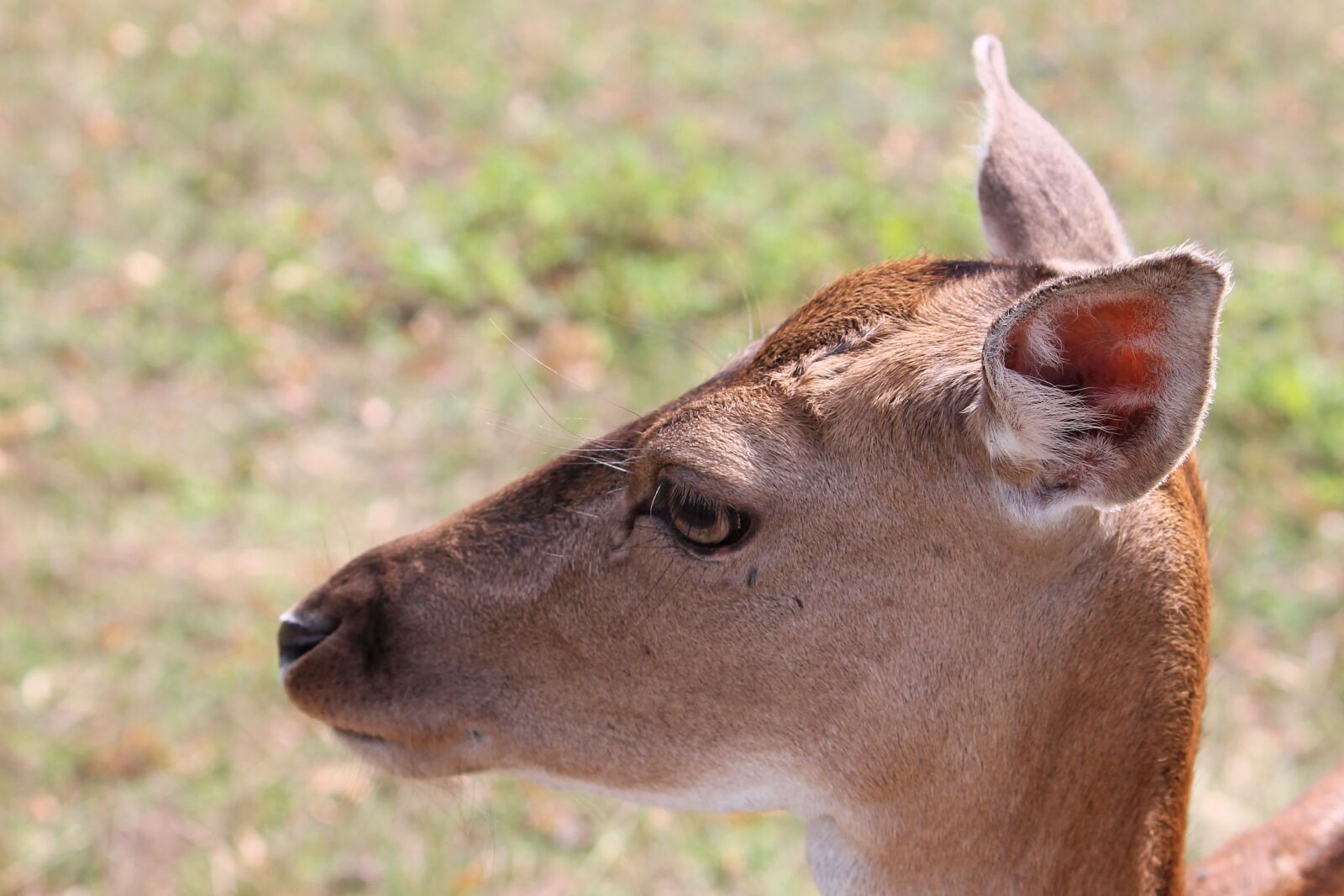 Canon EF-S 55-250mm F4-5.6 IS II sample photo. Roe deer, fallow deer photography