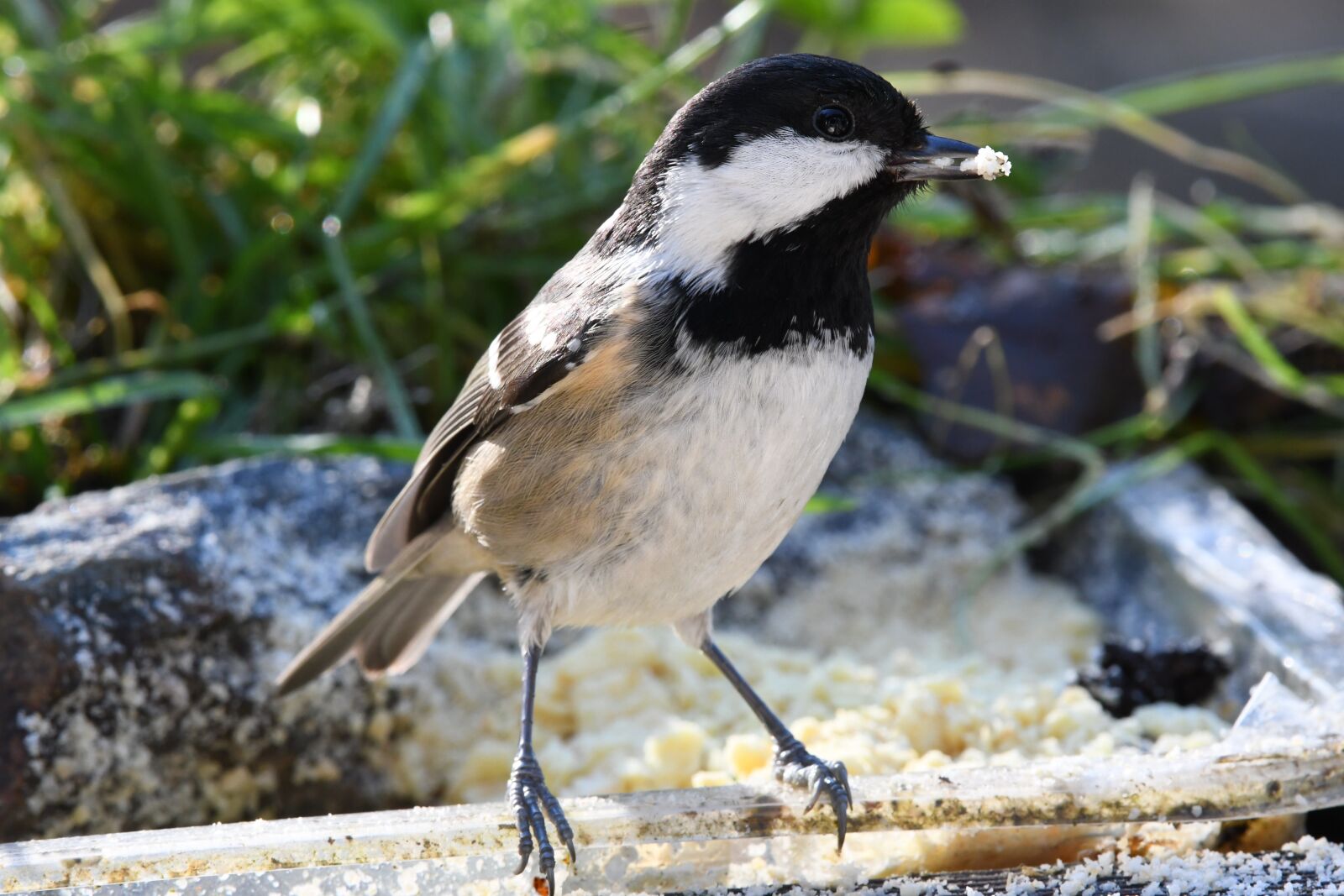Nikon D7500 sample photo. Coal tit, bird, forest photography