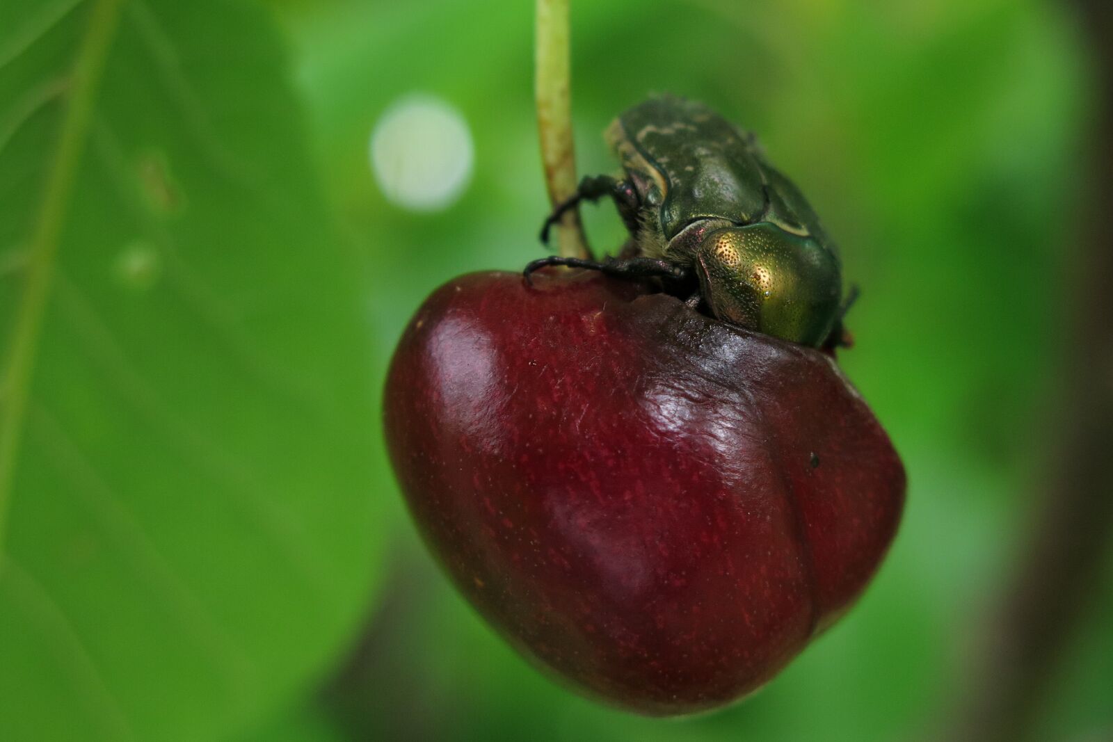 Canon PowerShot G15 sample photo. Cherry, rose beetle, food photography