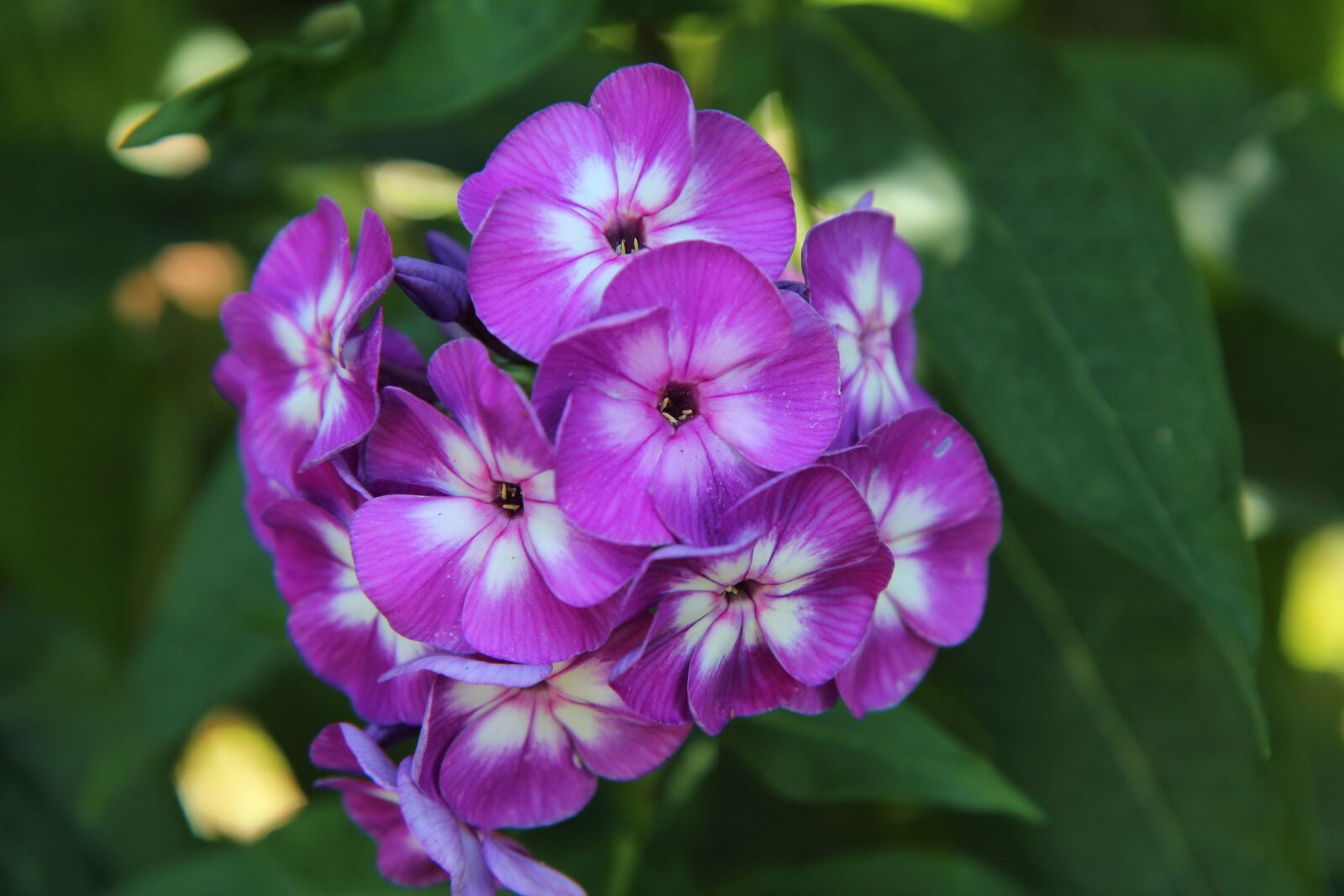 Canon EOS 600D (Rebel EOS T3i / EOS Kiss X5) sample photo. Flowering, purple flower, summer photography