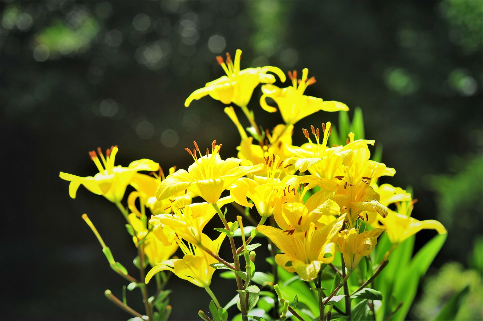 Nikon D3S sample photo. Cone and, flowers, plants photography