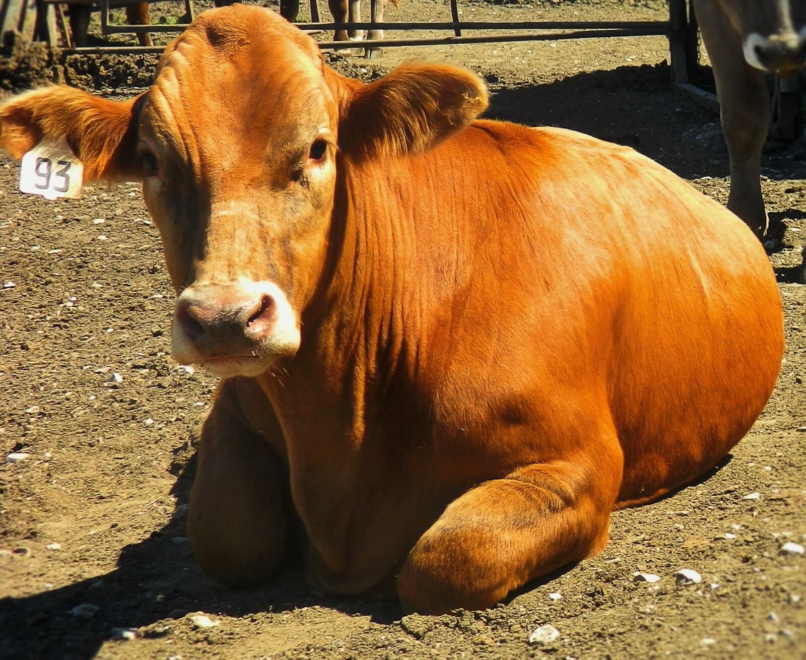 Nikon Coolpix L120 sample photo. Cattle, steer, market steer photography