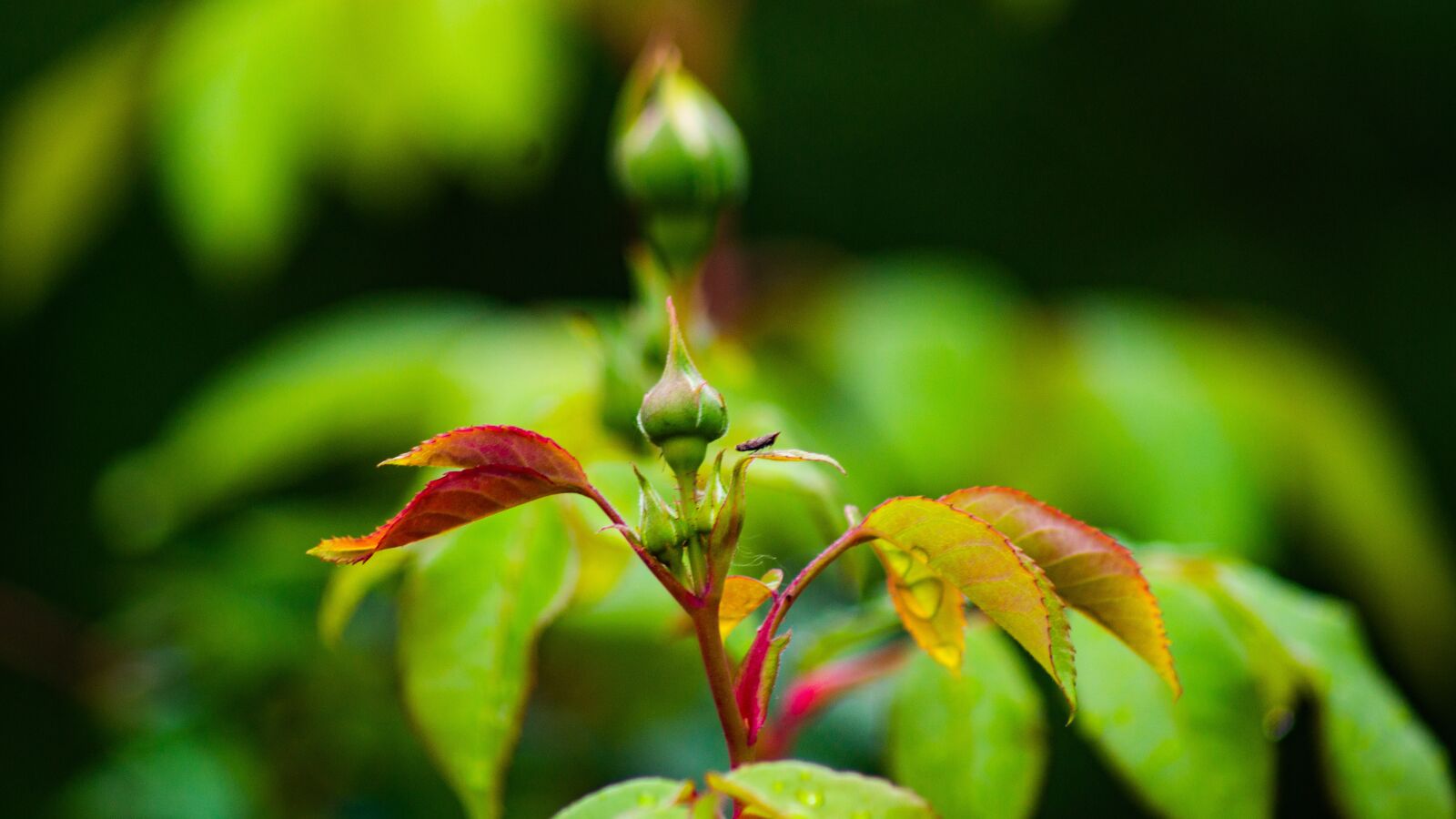 Sony SLT-A77 sample photo. Crabapple, bud, spring photography