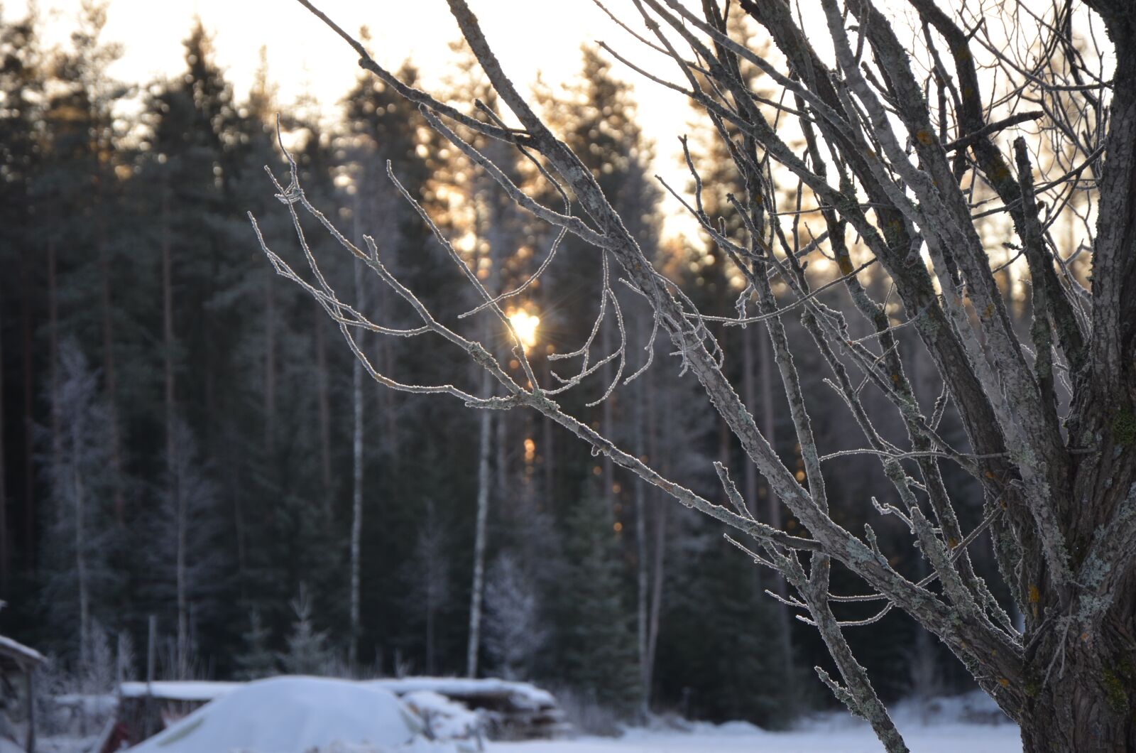 Nikon D5100 sample photo. Winter, snow, tree photography