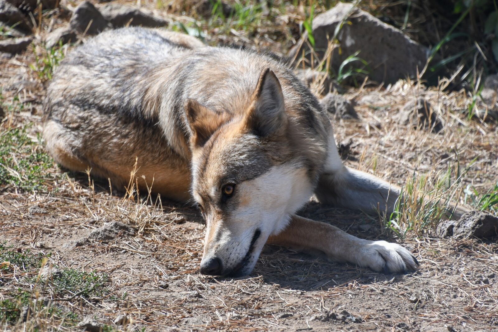 Nikon D500 sample photo. Wolf, predator, wild animal photography
