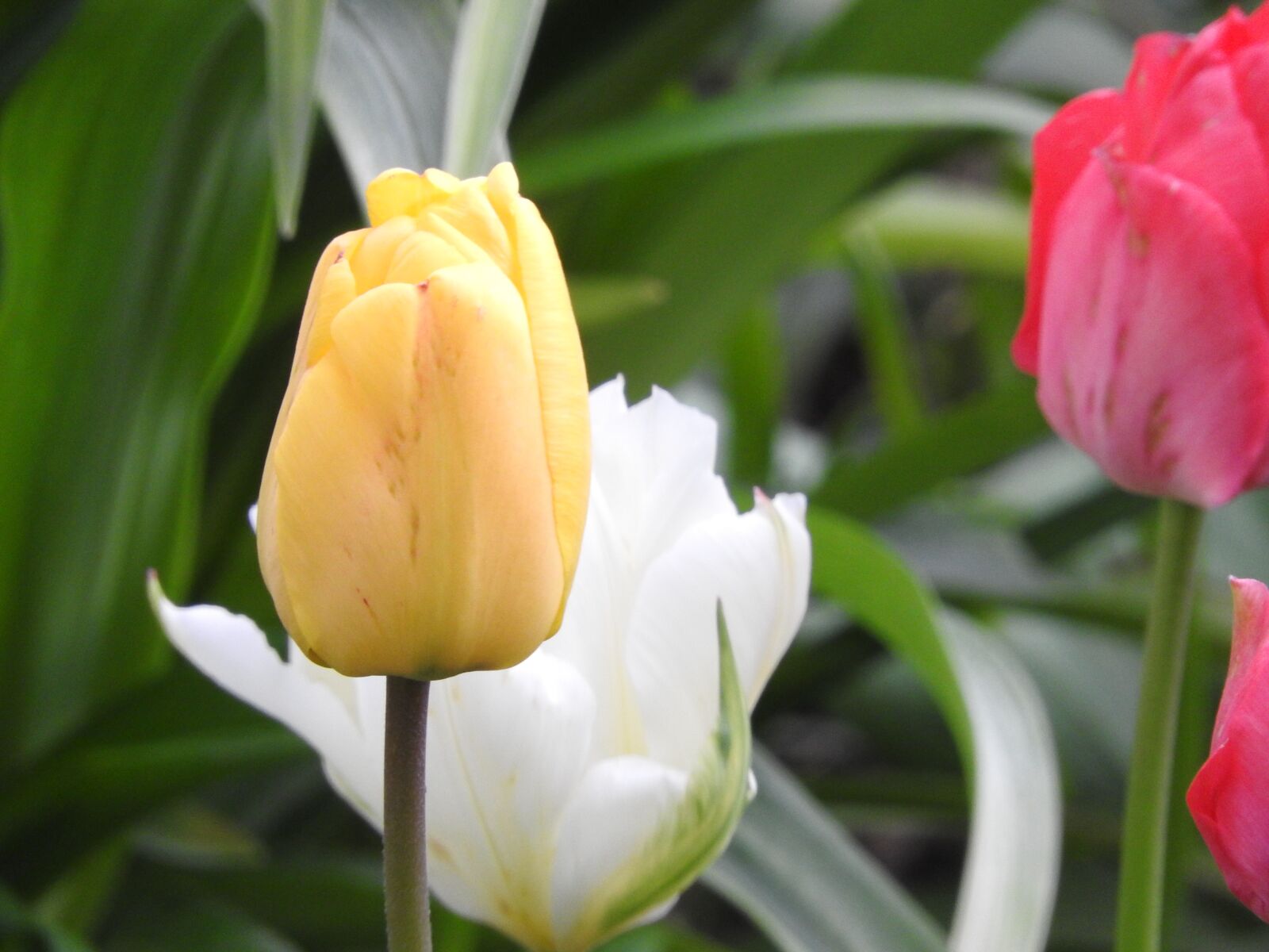 Nikon Coolpix P610 sample photo. Flower, tulip, spring photography
