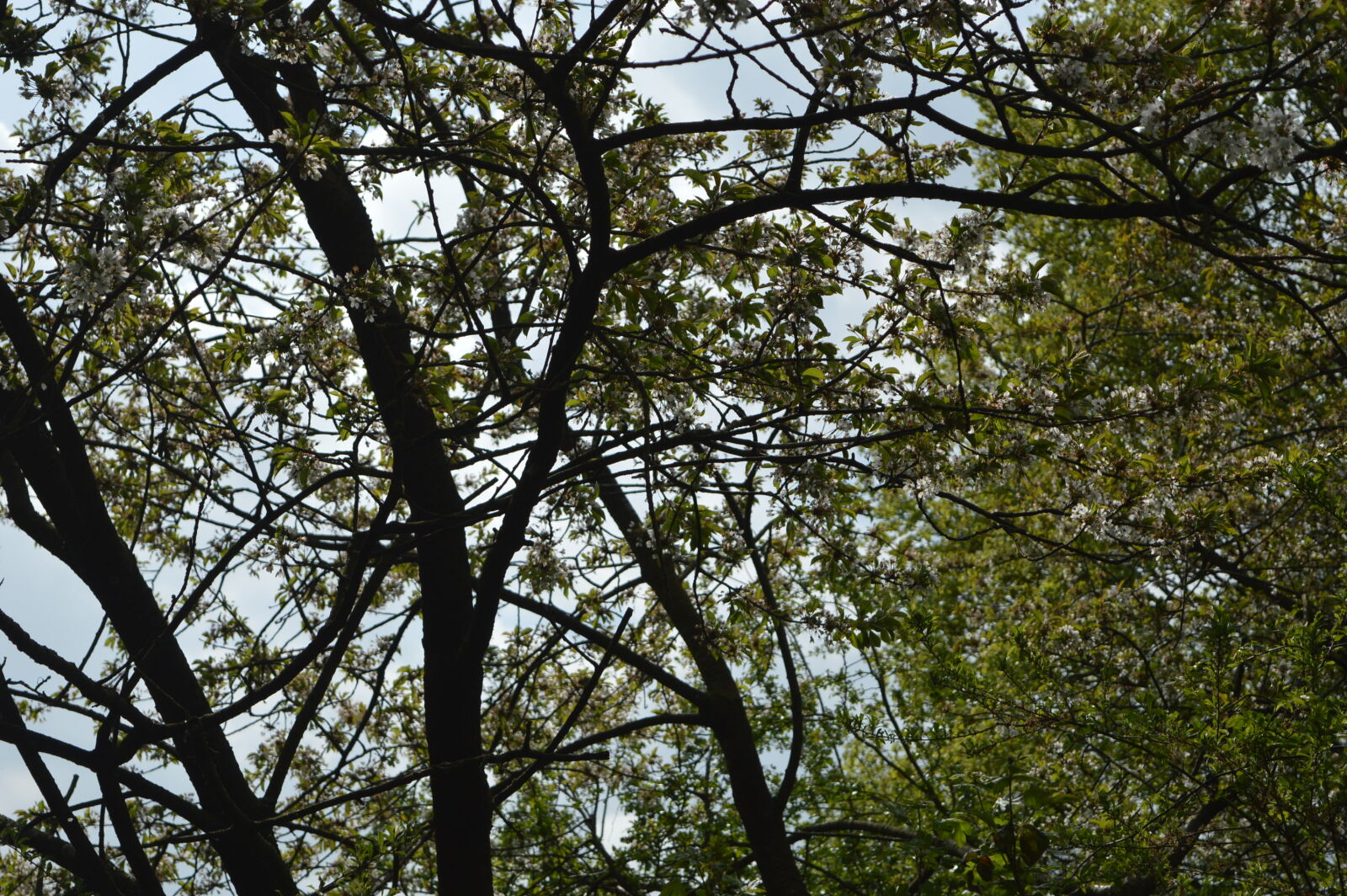 Nikon D3200 sample photo