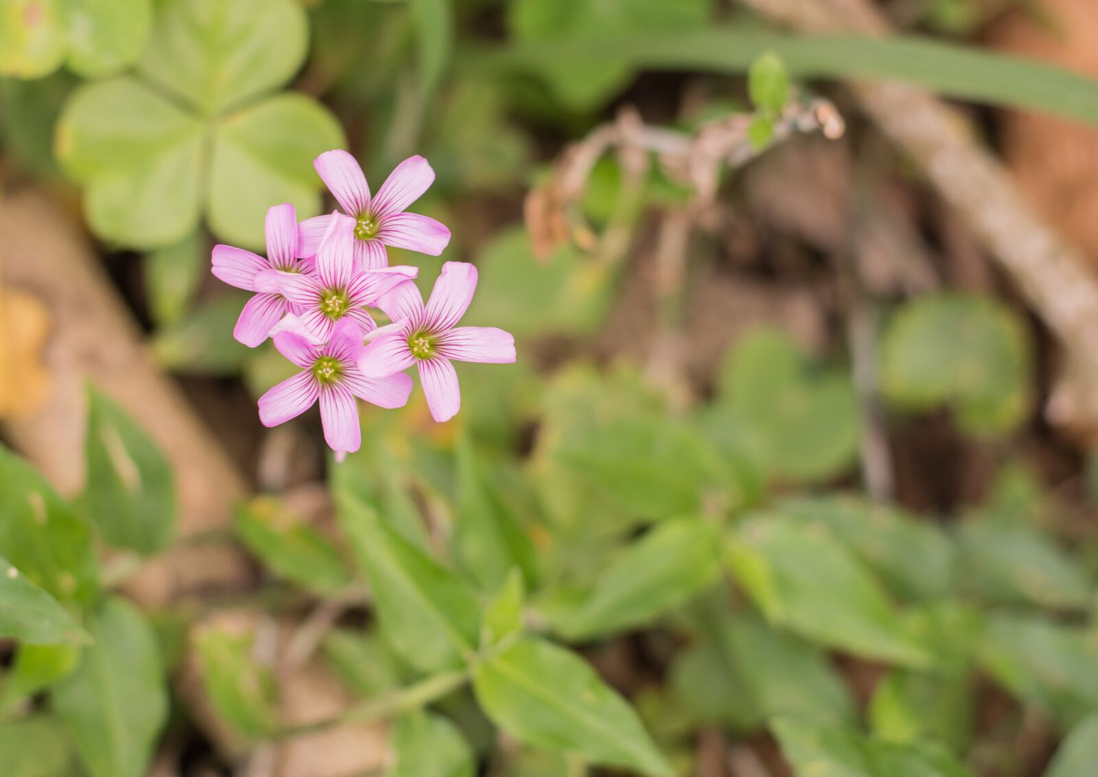 Nikon D7200 sample photo. Flower, green, vegetation photography