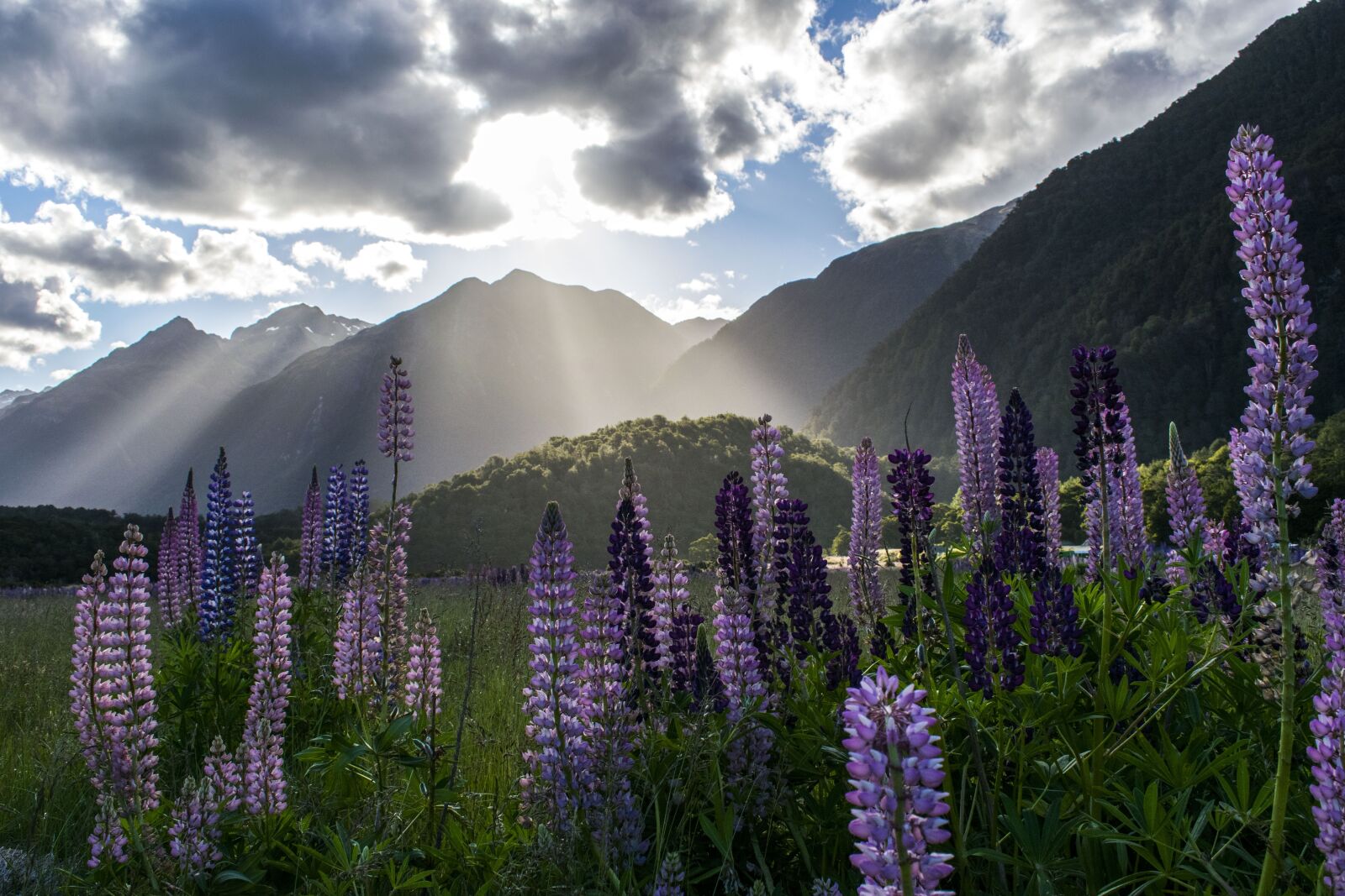 Nikon D5300 sample photo. Lupine, nature, summer photography