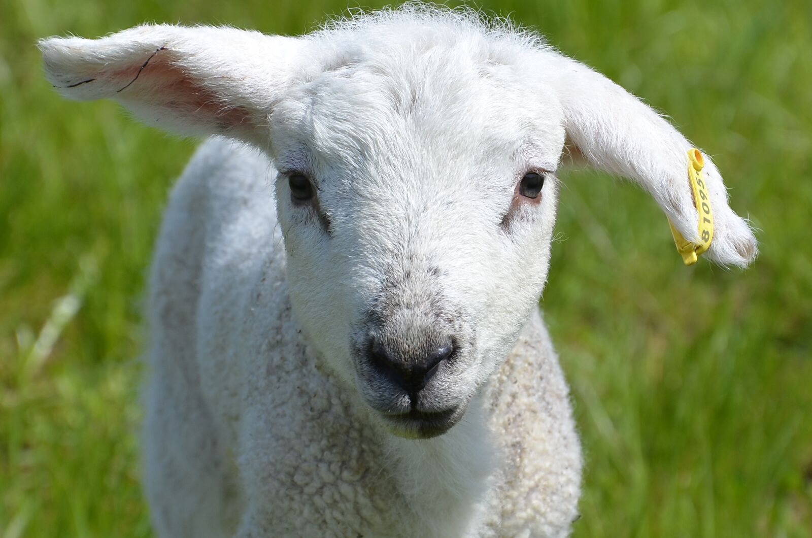 Nikon D5100 sample photo. Lamb, farm, sheep photography