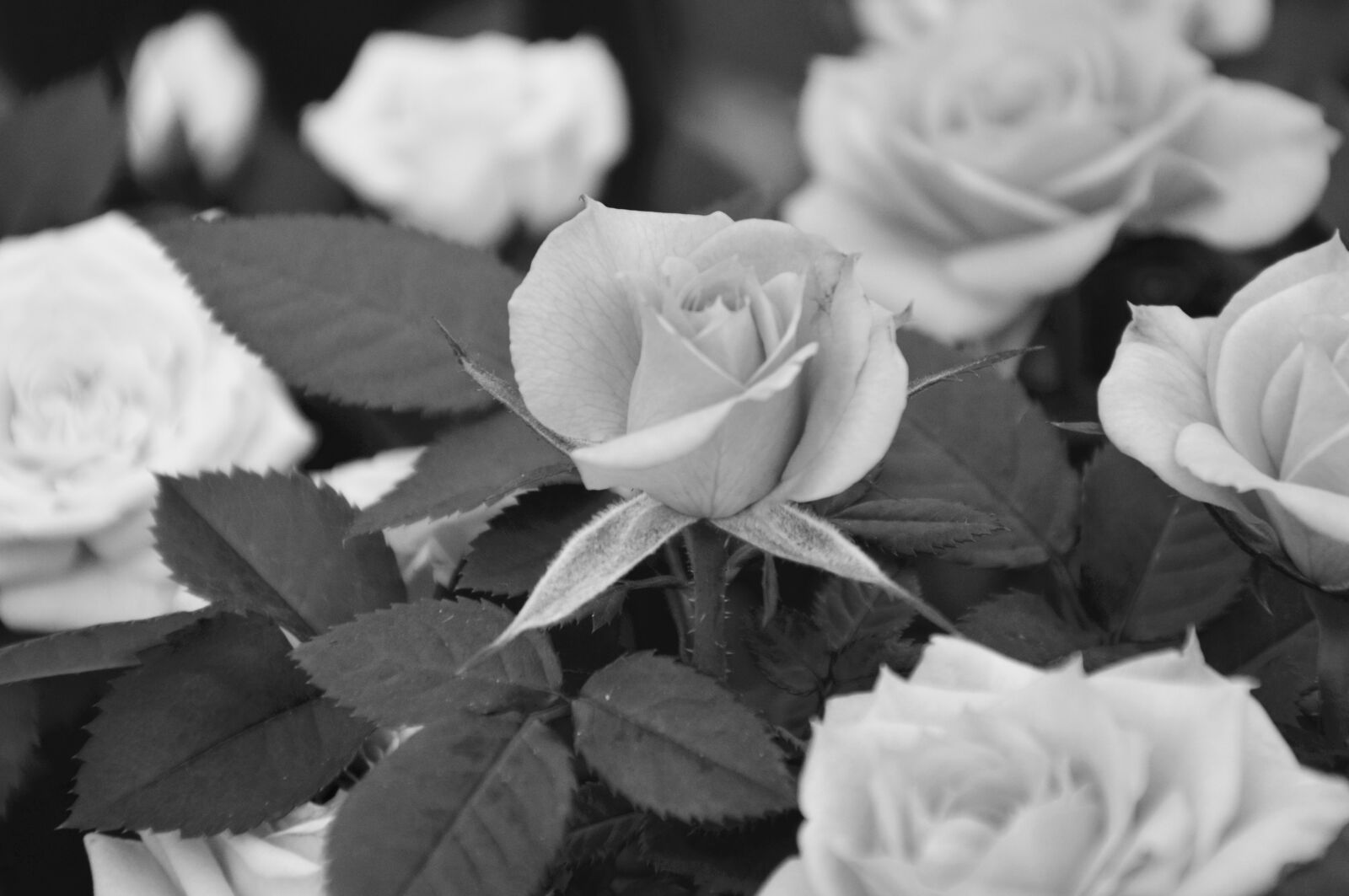 Nikon D5200 sample photo. Pink, photo black, white photography