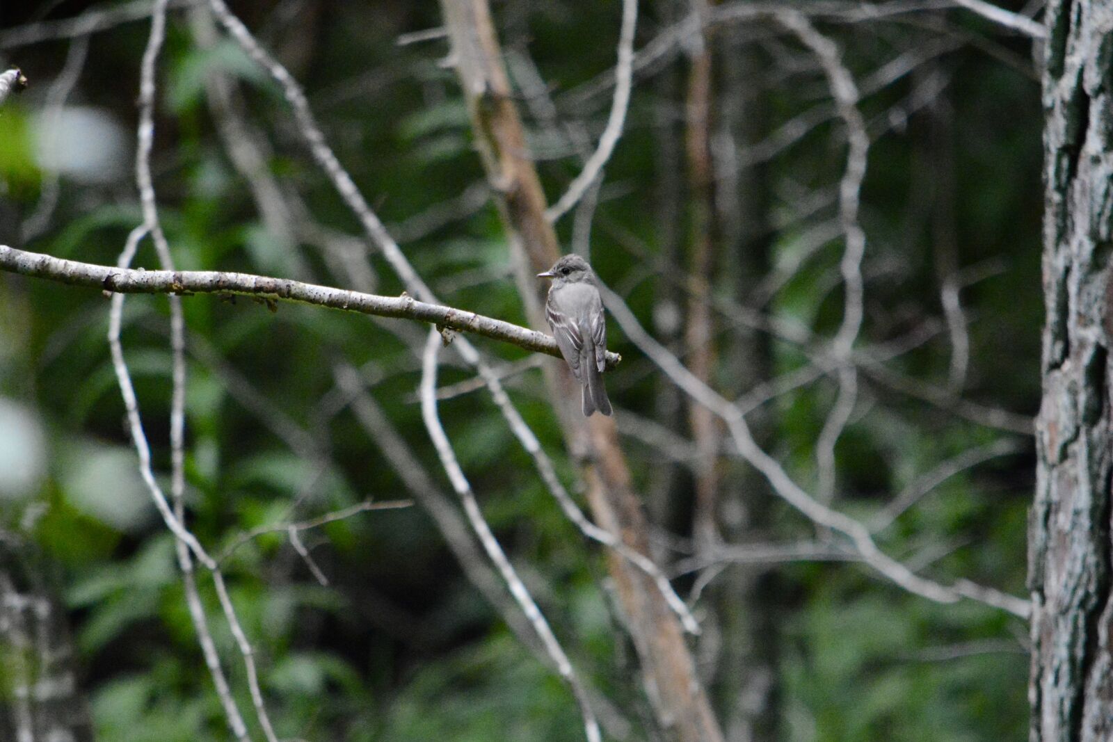 Nikon D7100 sample photo