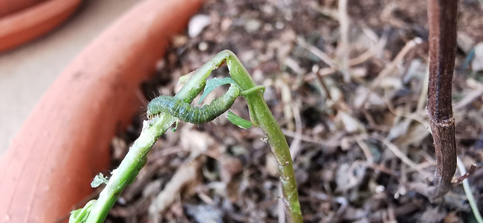 HUAWEI P30 Pro sample photo. Nature, tourism, worm photography