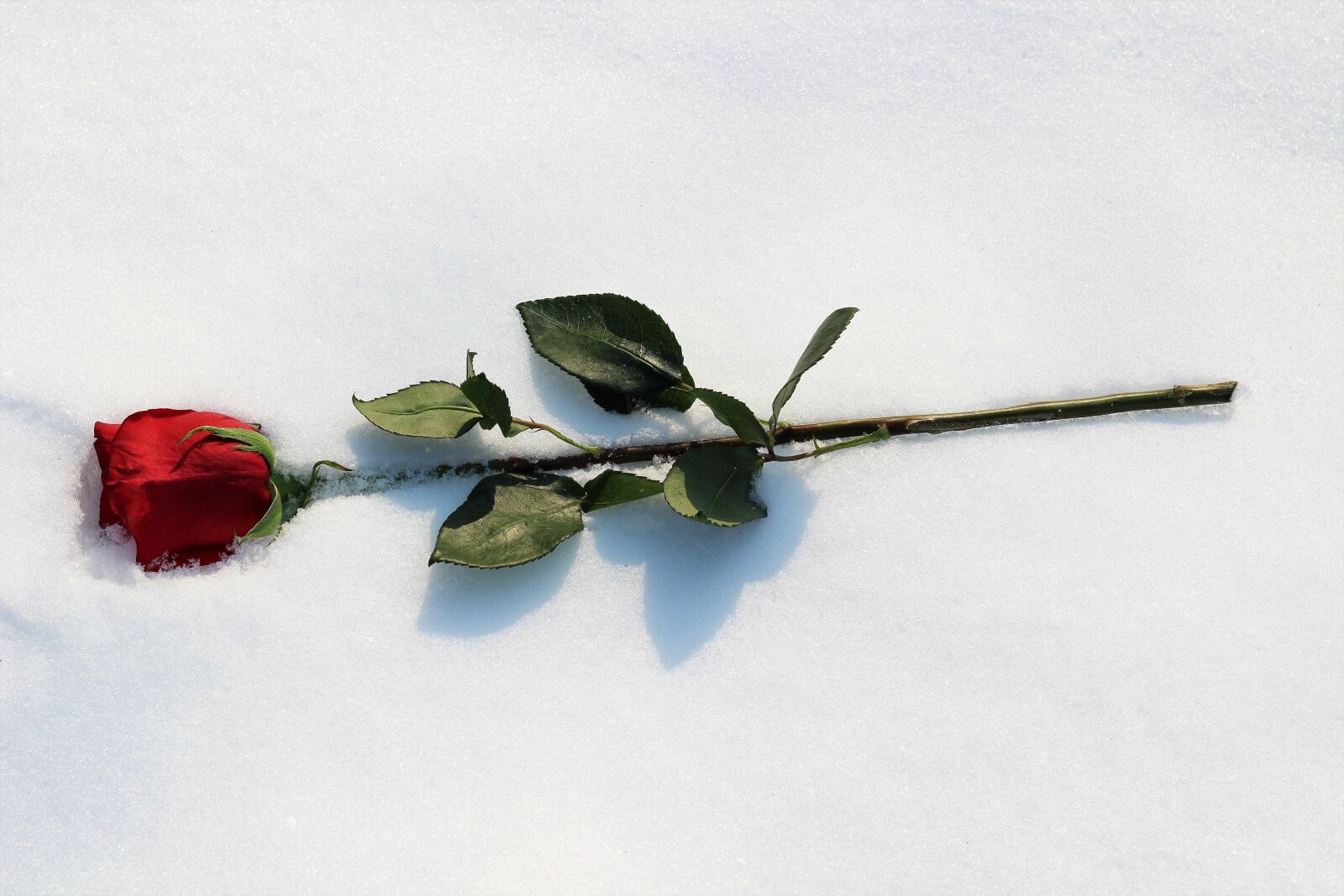 Canon EOS 600D (Rebel EOS T3i / EOS Kiss X5) + Canon EF 50mm F1.8 II sample photo. Red rose in snow photography