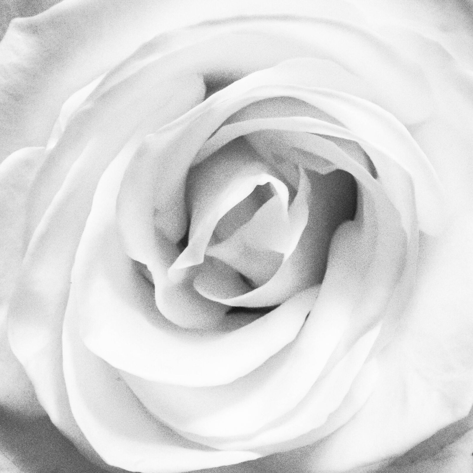 Sony FE 24-105mm F4 G OSS sample photo. Flower, rose, plant photography