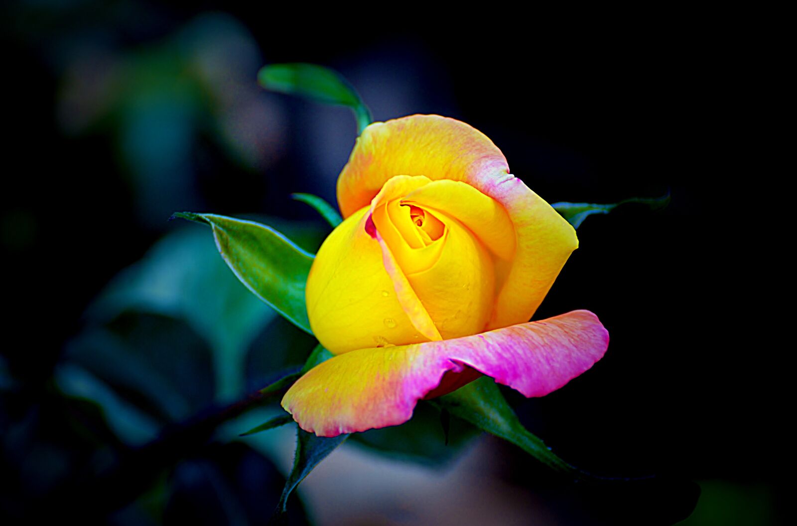 Nikon D7000 sample photo. Flower, flora, nature photography