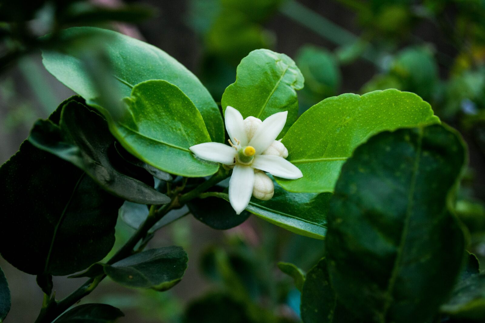 Nikon D3100 sample photo. Garden, plant, flowers photography