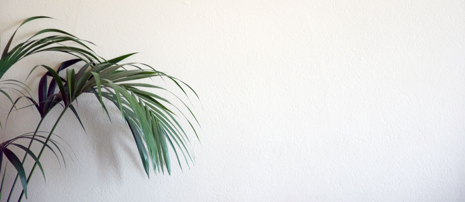 Nikon D3300 sample photo. Background, website, plant photography