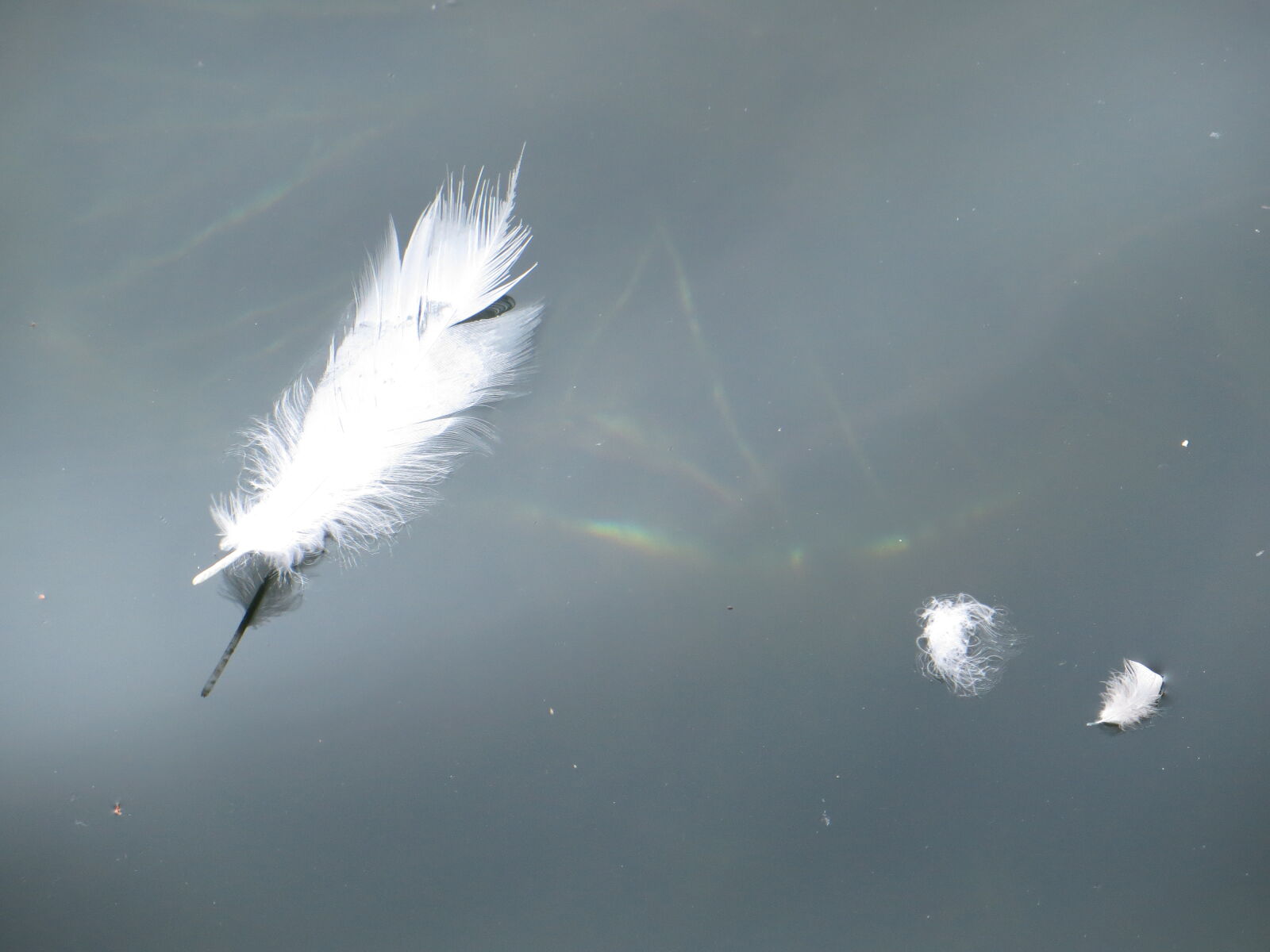Canon PowerShot SX240 HS sample photo. Animal, bird, feathers, float photography