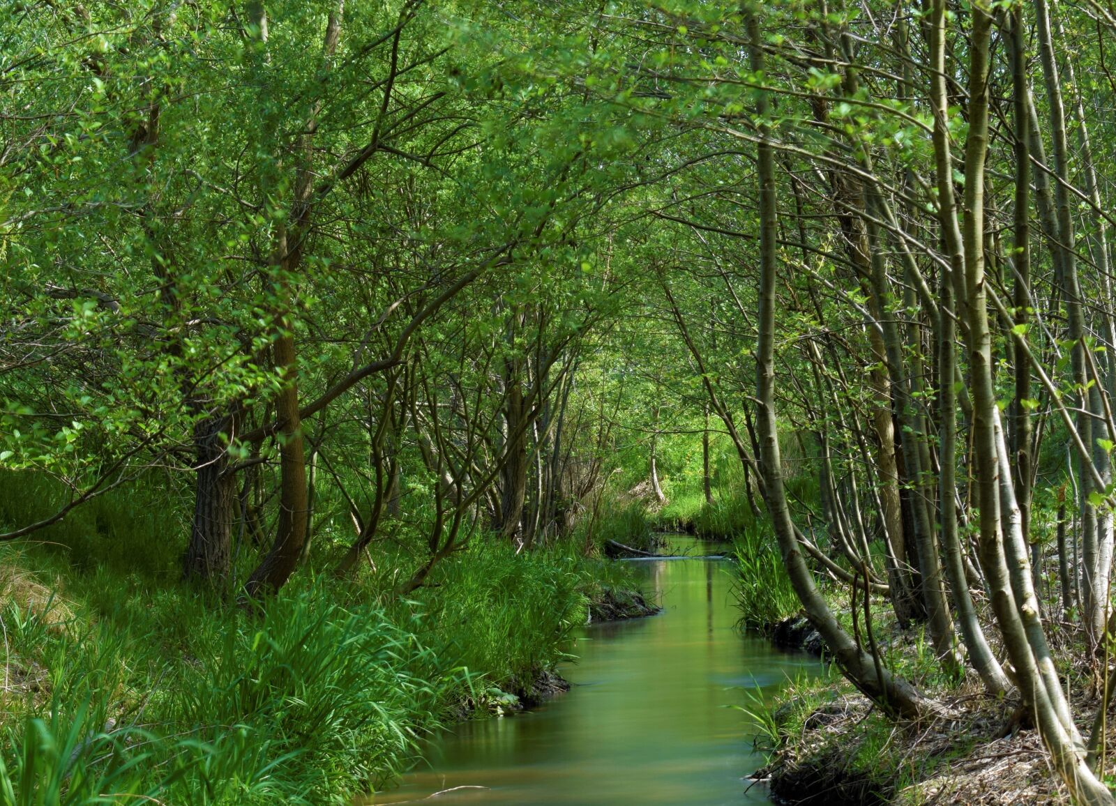 Nikon D3300 sample photo. Bach, forest, landscape photography